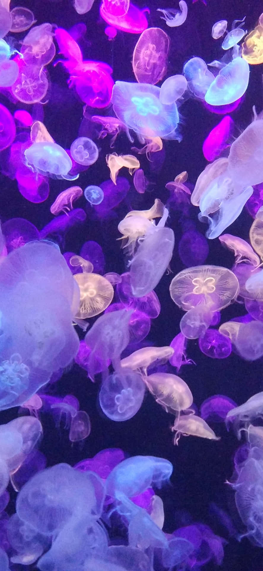 A school of purple jellyfish swimming in the ocean. - Underwater