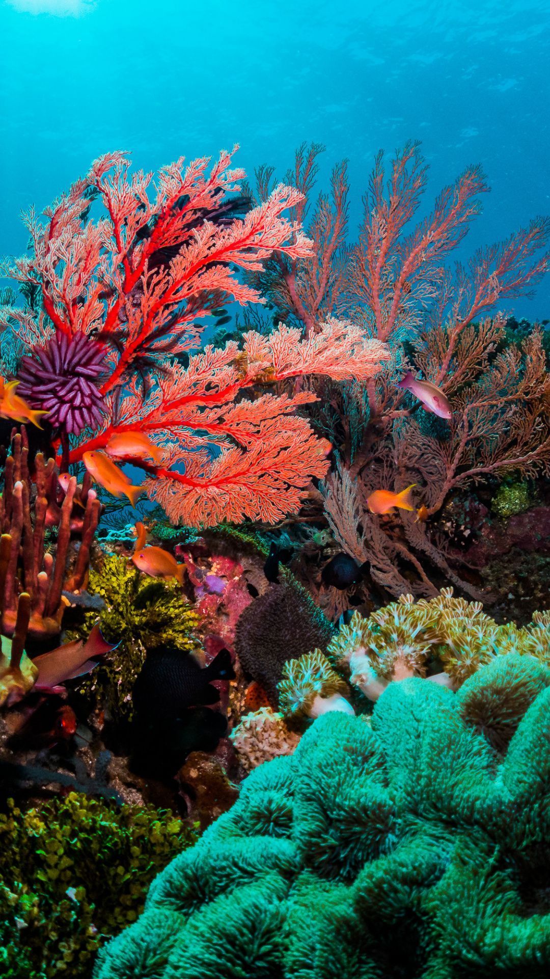 Colorful Coral Wallpaper Download. Coral wallpaper, Coral reef photography, Sea life art