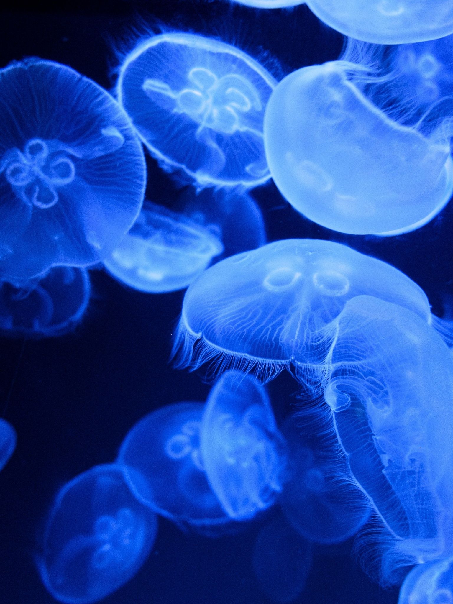 A group of jellyfish floating in a blue liquid. - Underwater