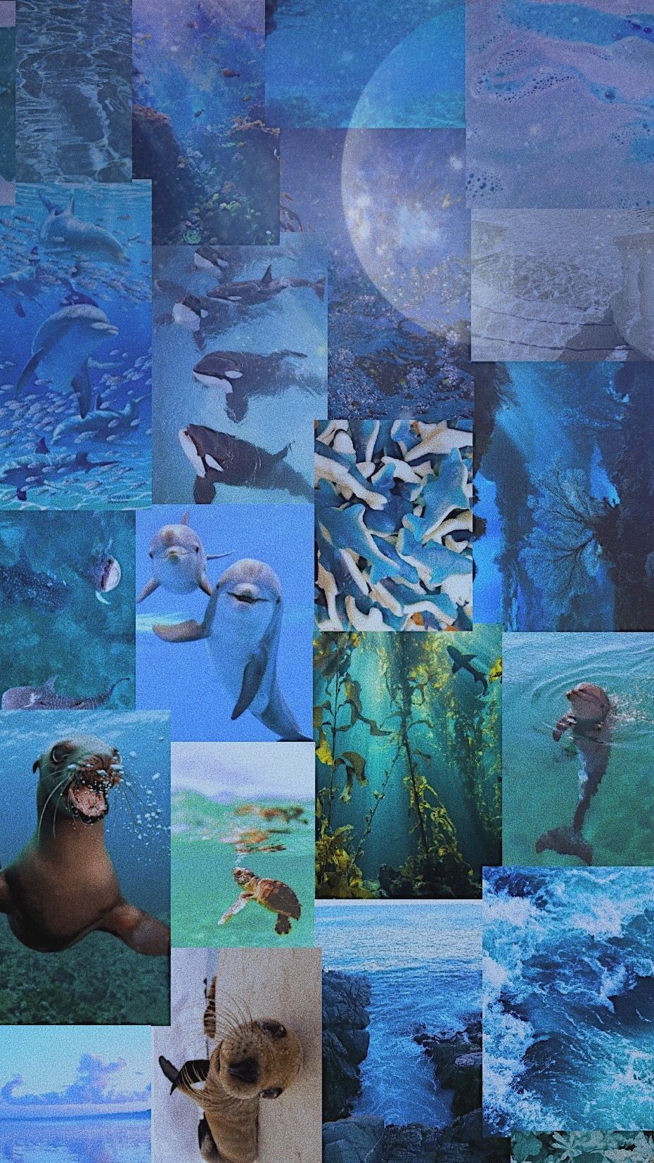 Ocean aesthetic wallpaper. Marine biologist aesthetic wallpaper, Ocean creatures, Sea life wallpaper