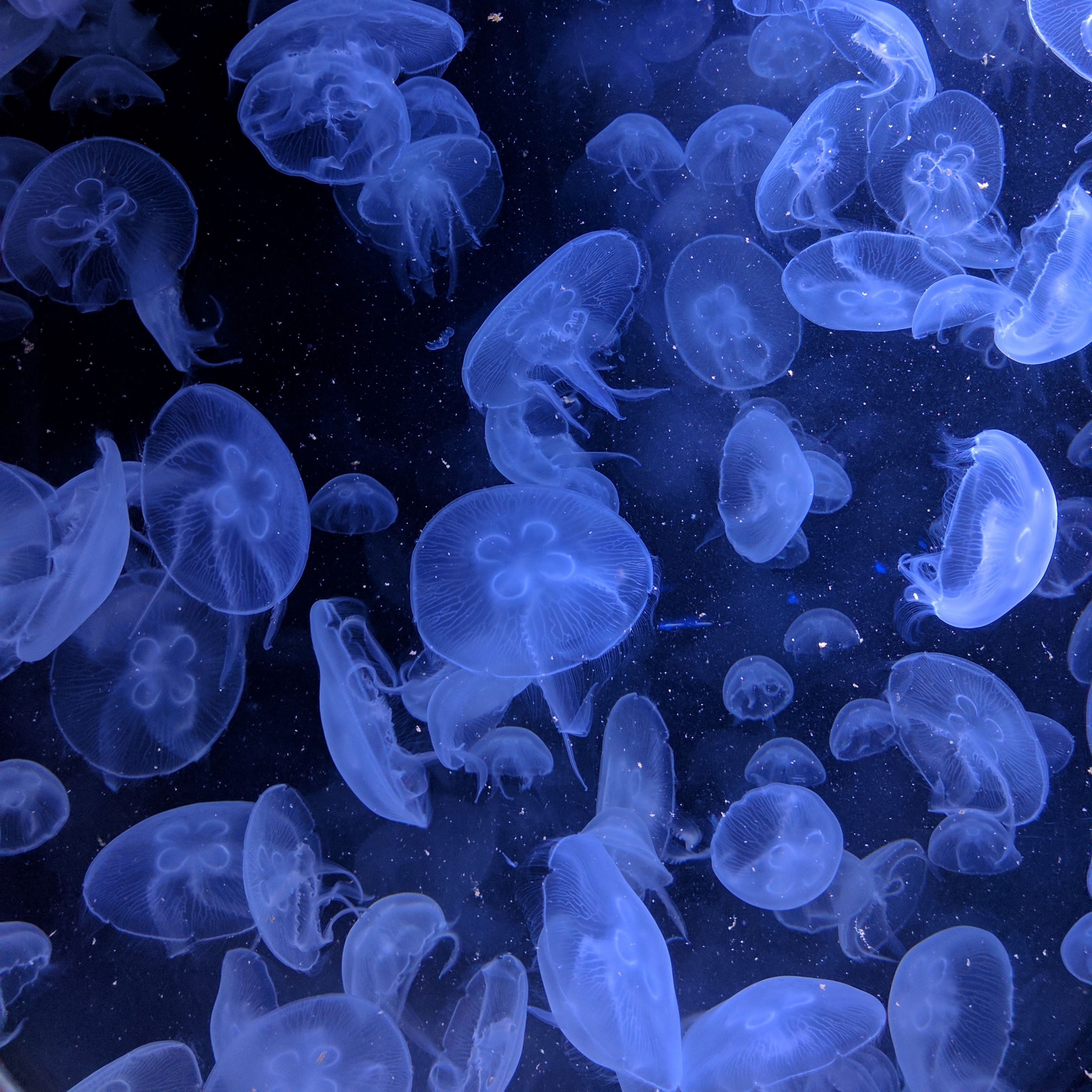 Download wallpaper 2780x2780 jellyfish, underwater world, swimming, blue ipad air, ipad air ipad ipad ipad mini ipad mini ipad mini ipad pro 9.7 for parallax HD background