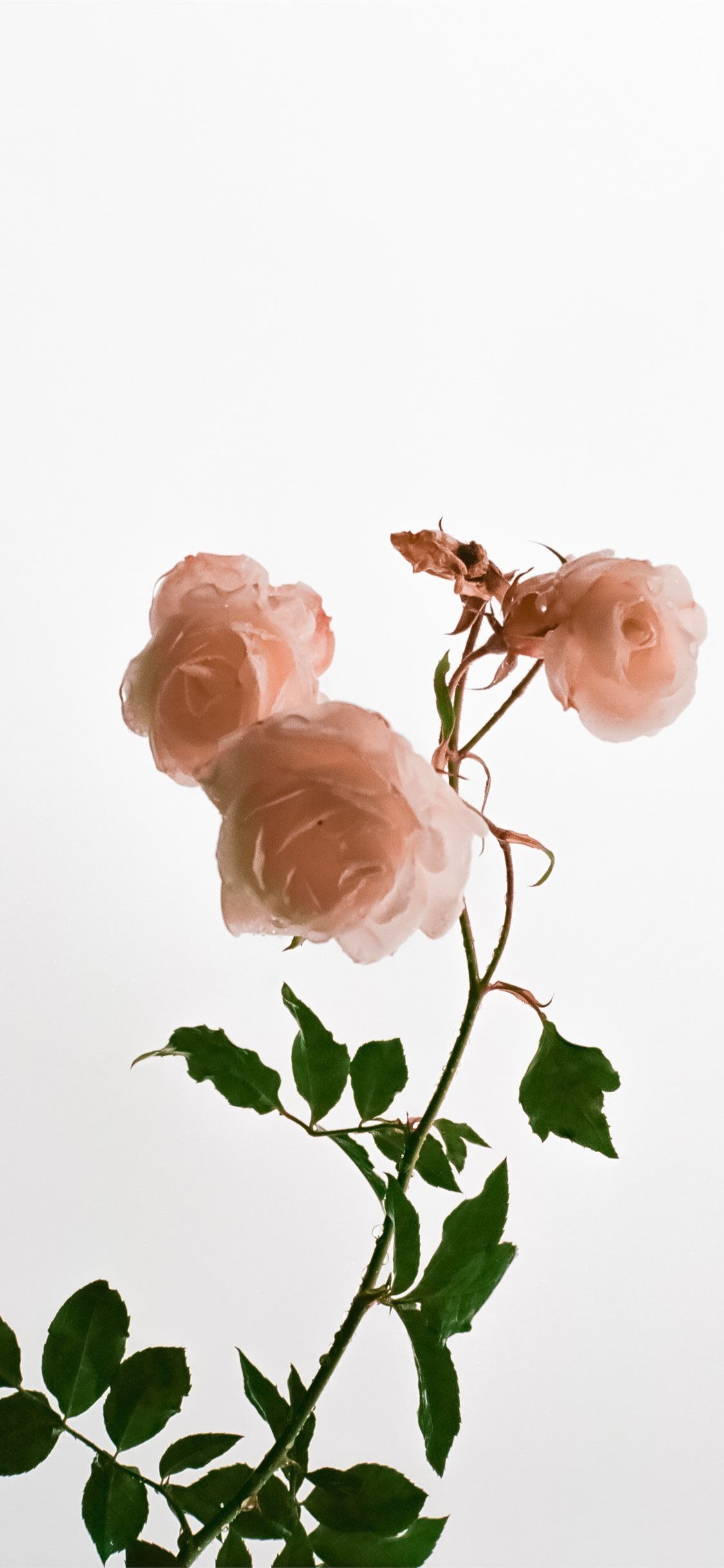 Aesthetic pink roses wallpaper for iPhone with white background. - Light pink