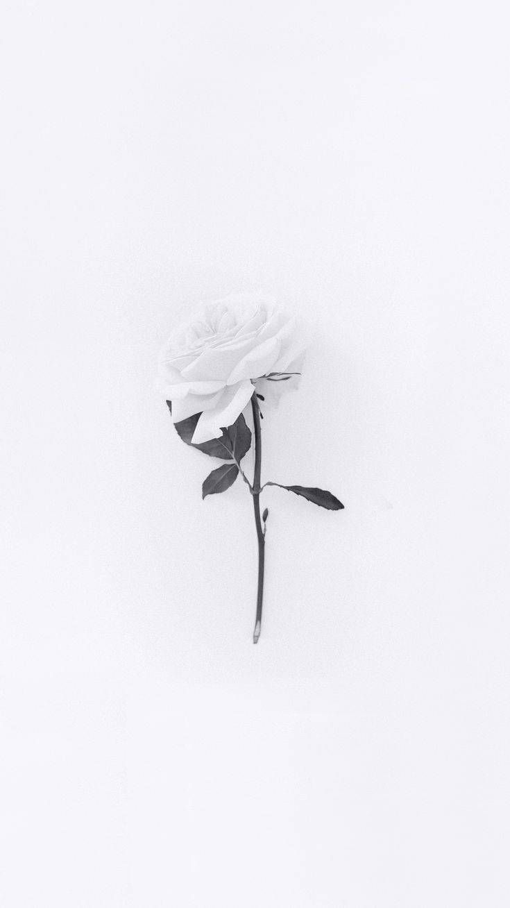 Download Minimalist White Flower iPhone Aesthetic Wallpaper