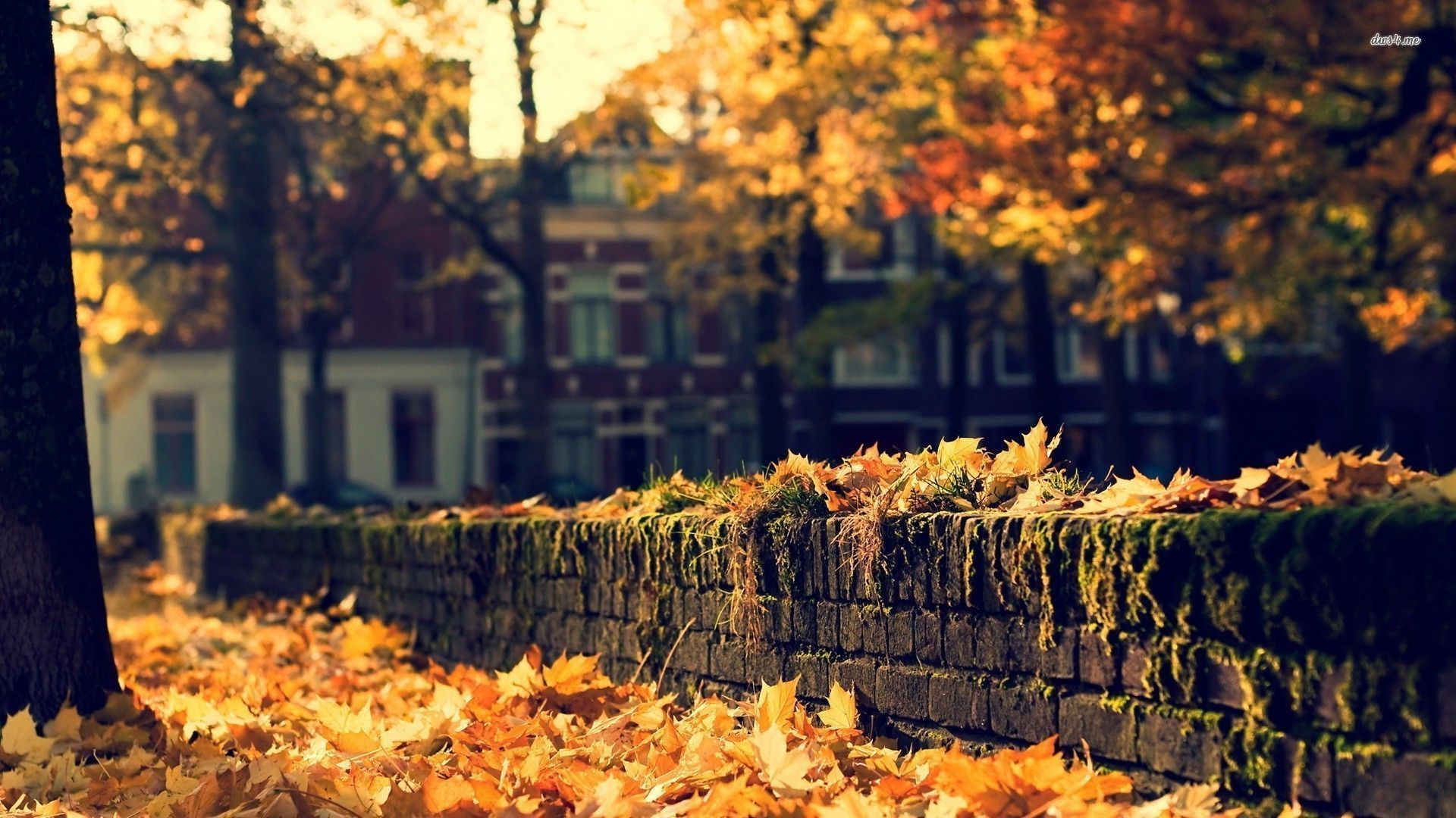 A wall covered in leaves in the fall - 1920x1080