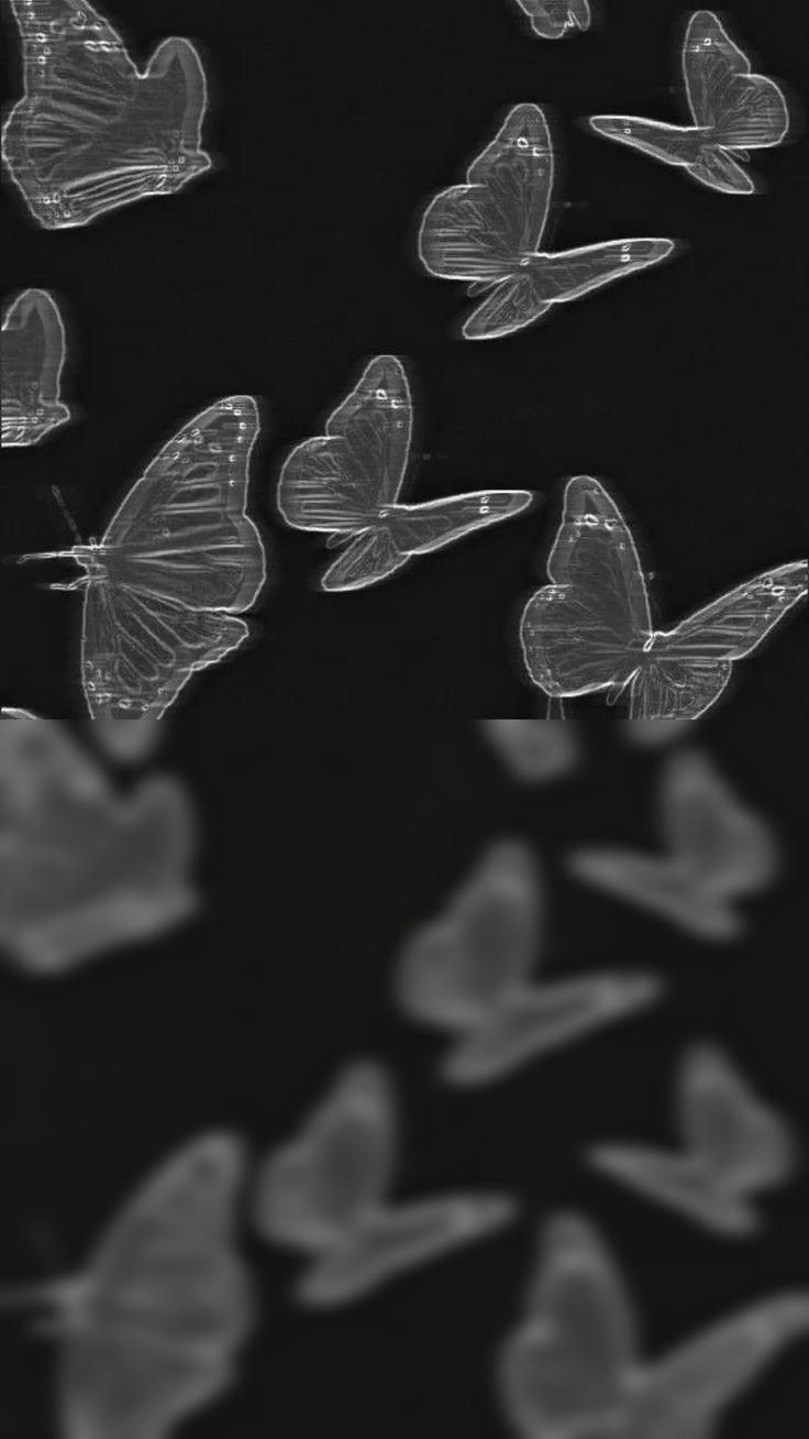White butterflies on a black background - Butterfly