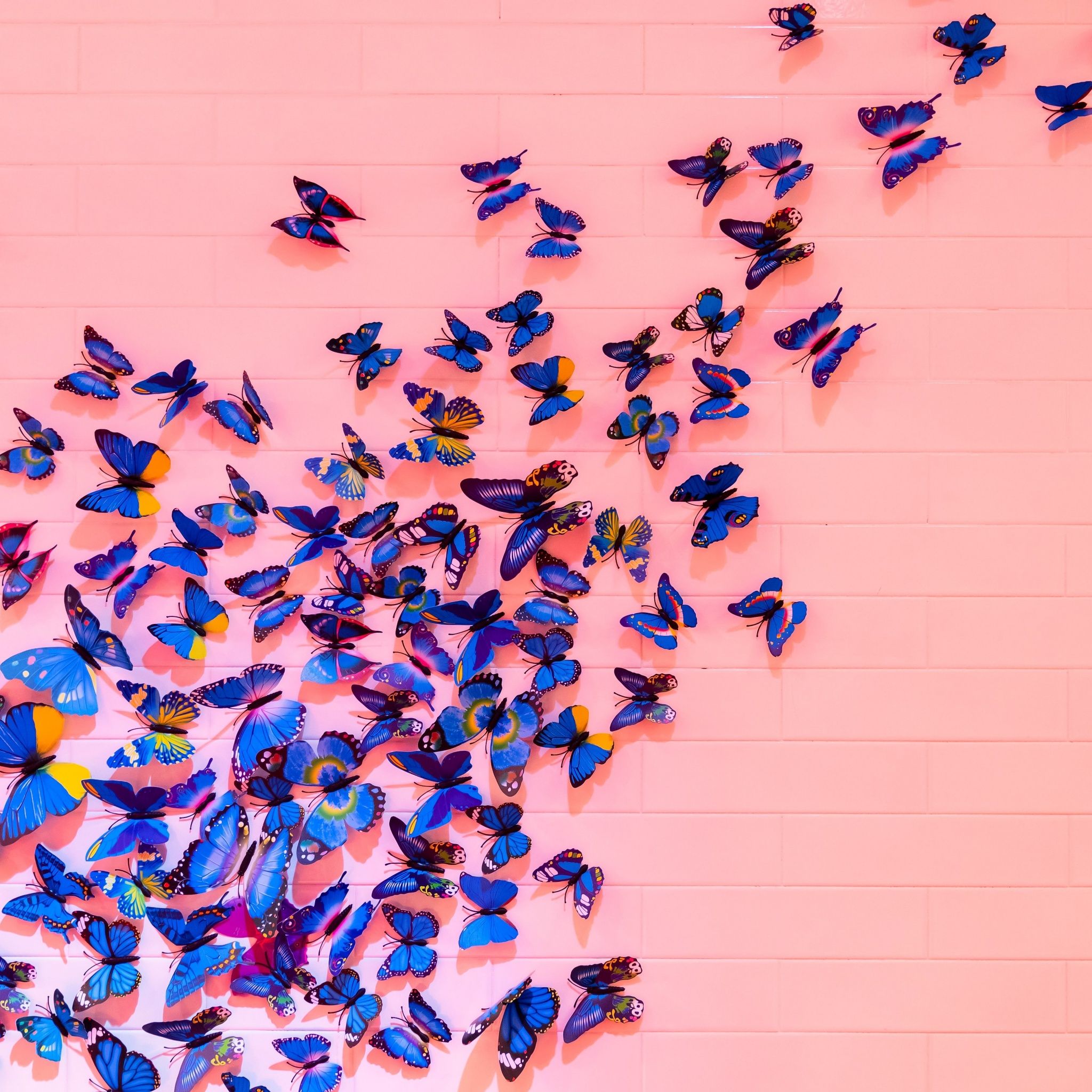 A wall of blue butterflies against a pink background - Butterfly