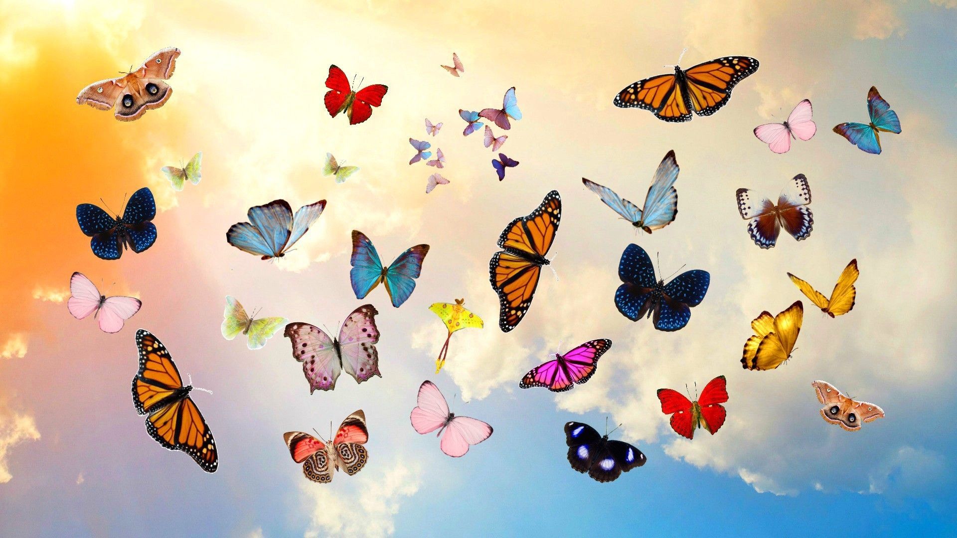 Aesthetic Butterfly Desktop Wallpaper