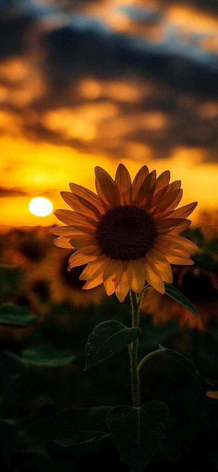 Download Sun Setting On A Sunflower Aesthetic iPhone Wallpaper