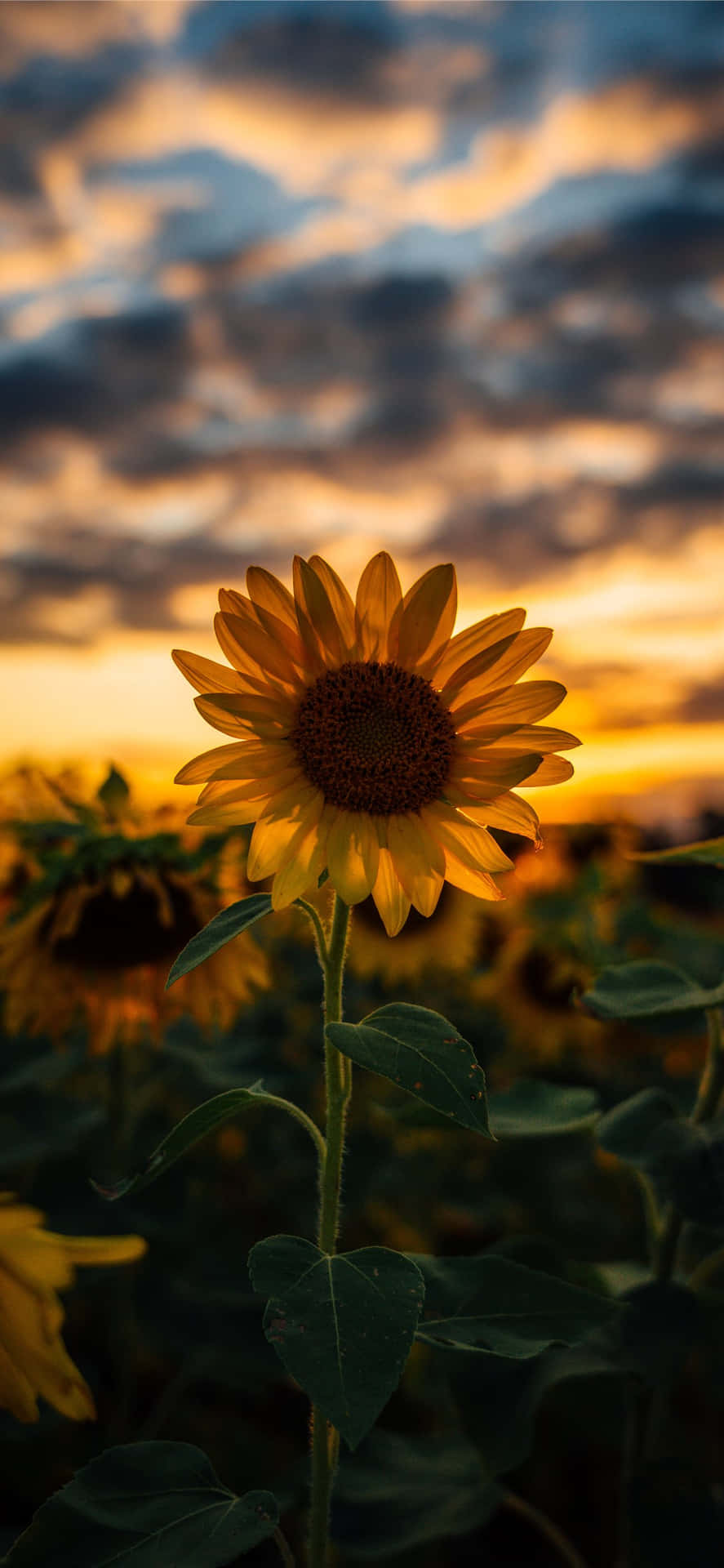 Download Enjoy the beauty of a sunflower with this sunflower aesthetic iPhone wallpaper. Wallpaper