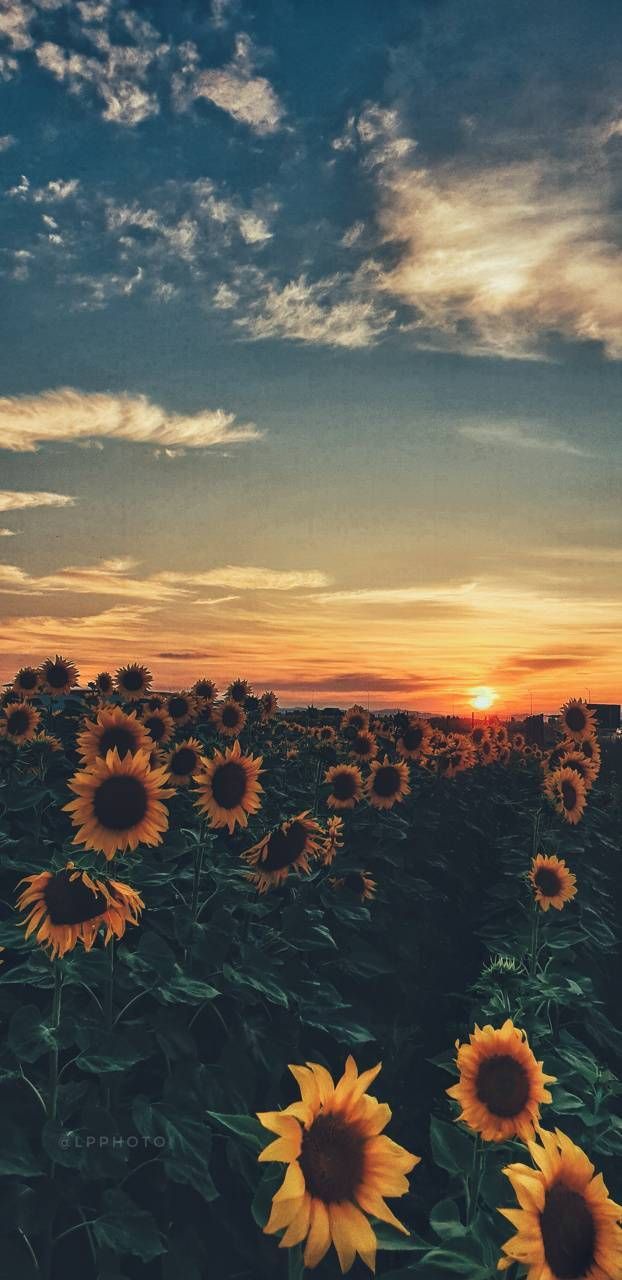 Download Sunflower Sunset wallpaper by LauraP07 now. Browse. Flowers photography wallpaper, Pretty wallpaper background, Sunset wallpaper