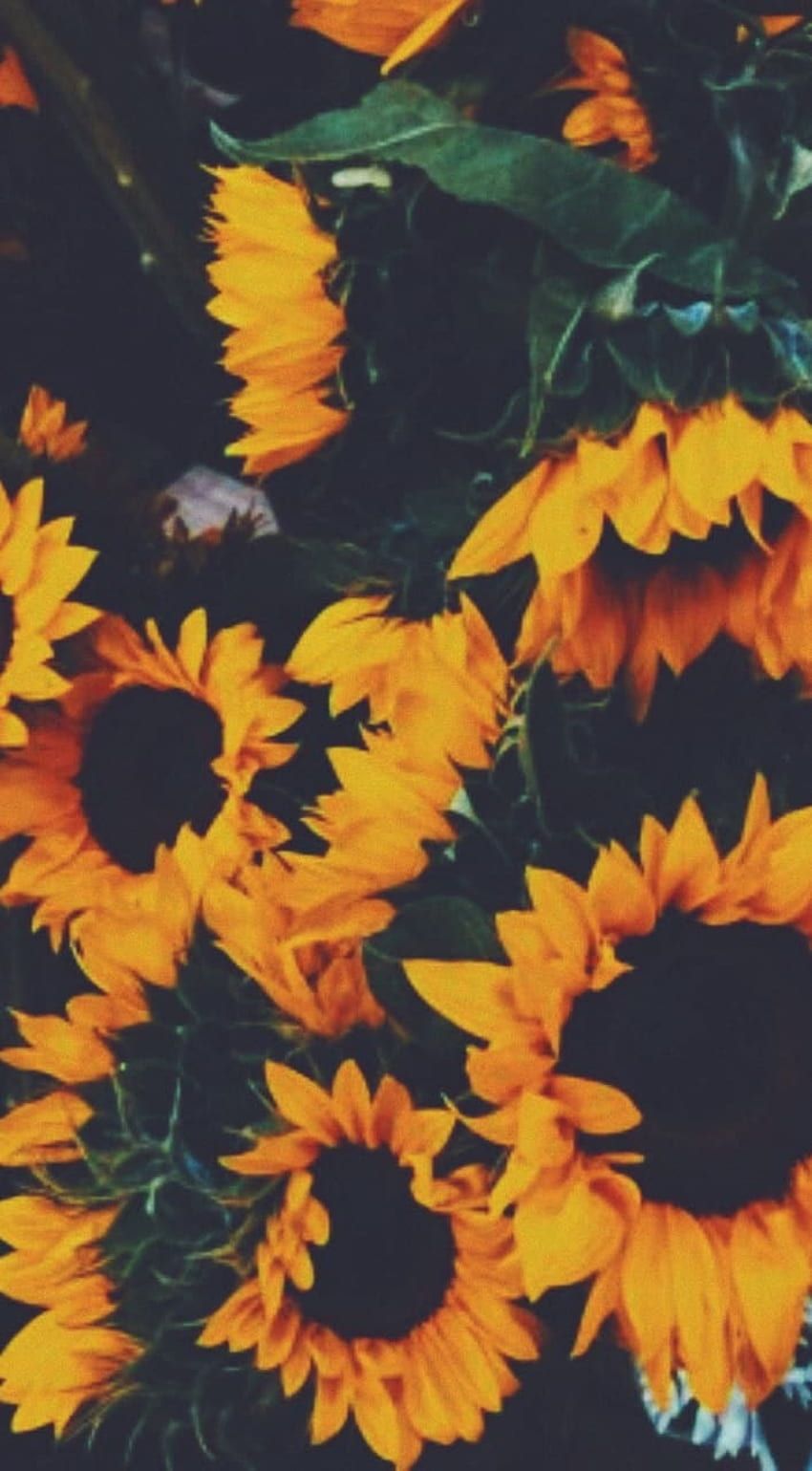 About aesthetic in, Sunflower HD phone wallpaper