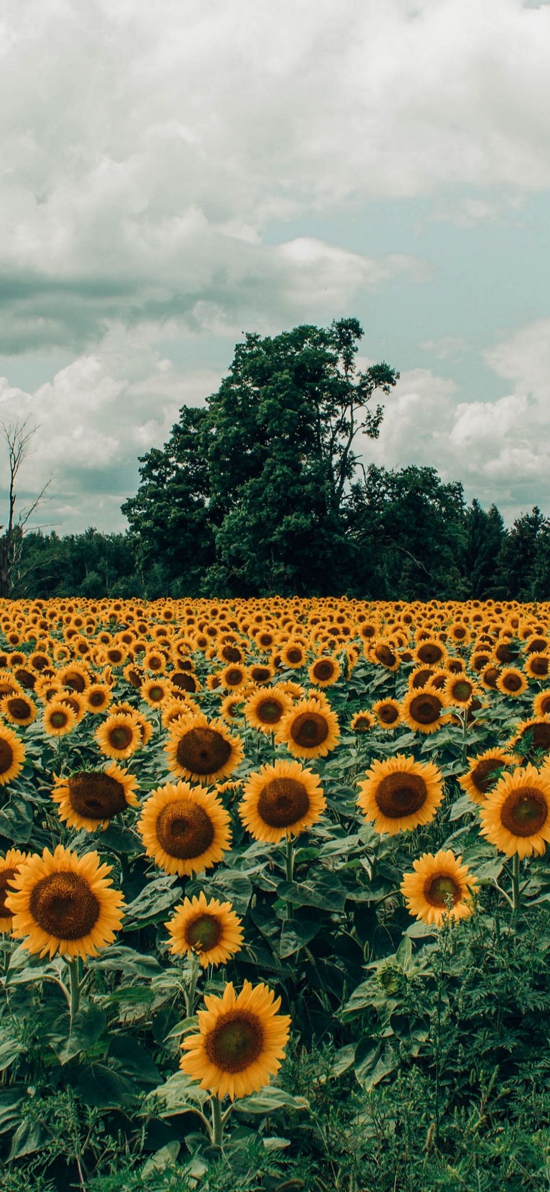 Wallpaper Aesthetic Sunflower Field, Sunflowers, Aesthetics, Cloud, Flower, Background Free Image