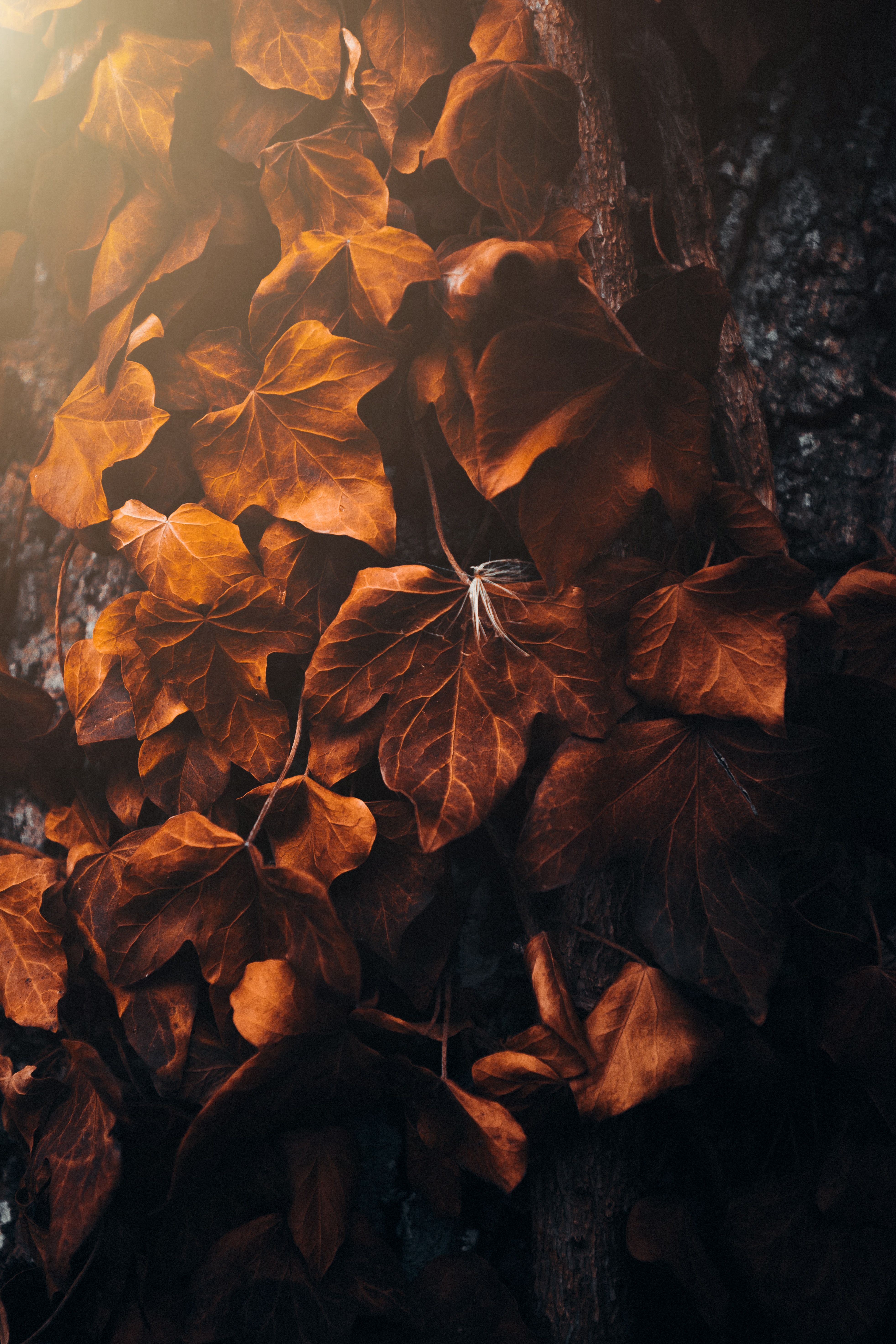 Wallpaper Aesthetic Autumn, Autumn, Aesthetics, Cozy Autumn, Natural Landscape, Background Free Image