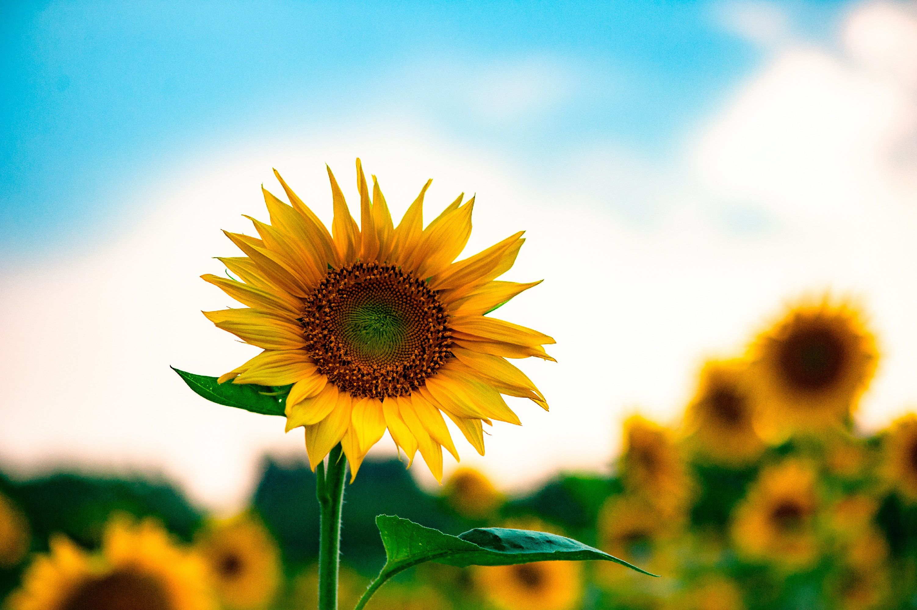 Sunflower Wallpaper Photo, Download The BEST Free Sunflower Wallpaper & HD Image