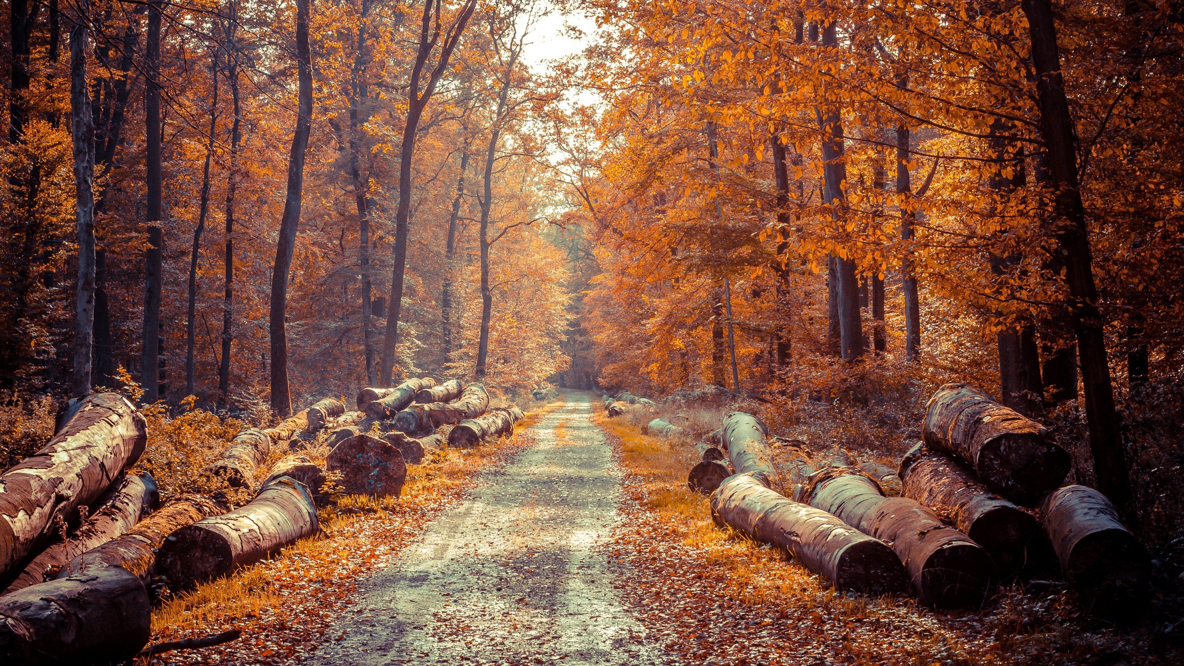 Aesthetic autumn fall Wallpaper Download