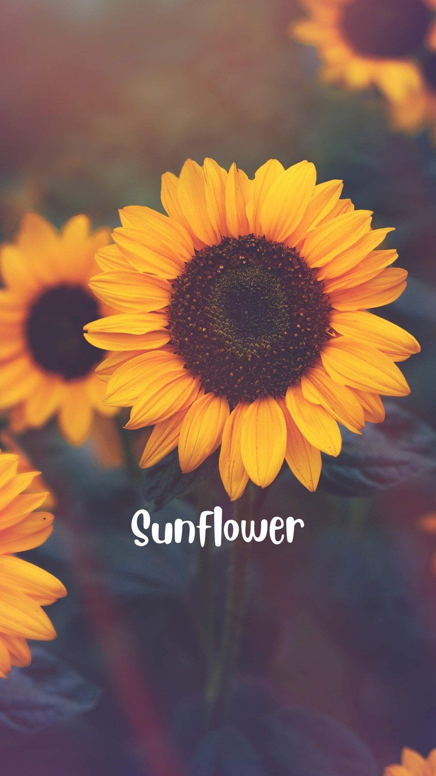 wallpaper sunflower
