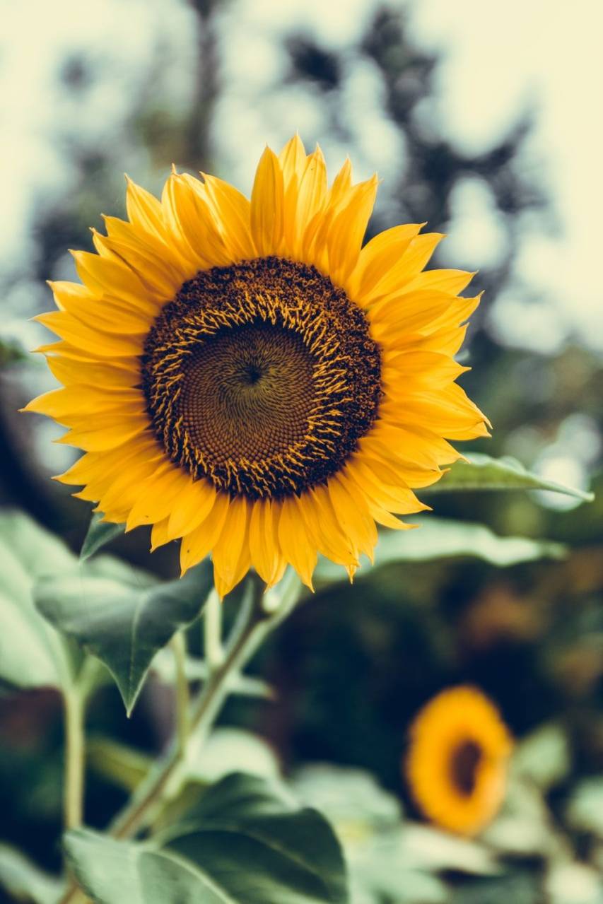 Aesthetic Sunflower Wallpaper for Android Devices