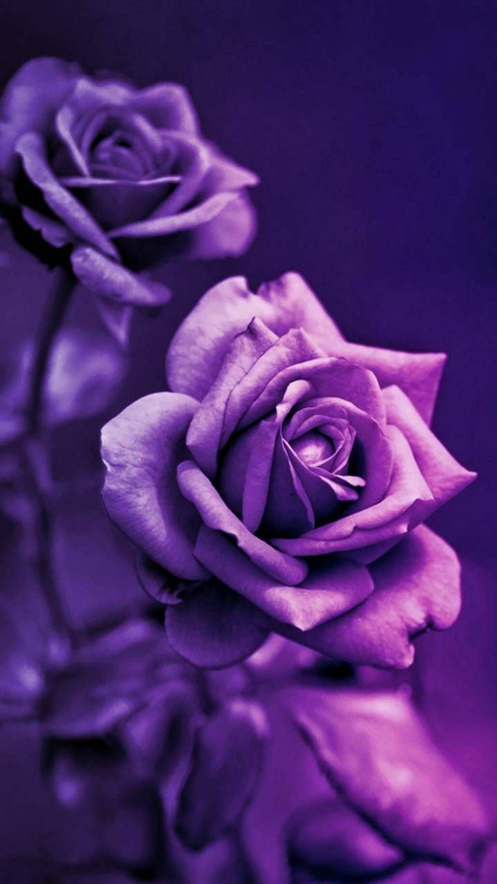 Download Dark Purple Aesthetic 3D Rose Wallpaper