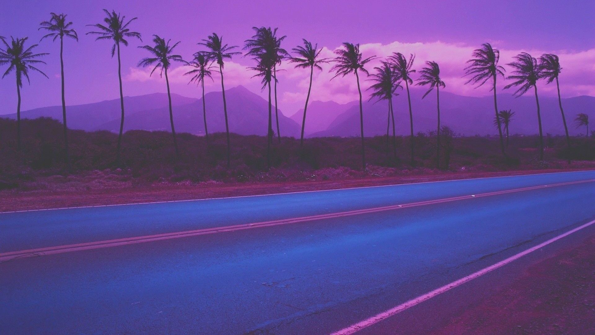 The palm trees are blowing in the wind on the road. - Computer, road, violet, cute purple