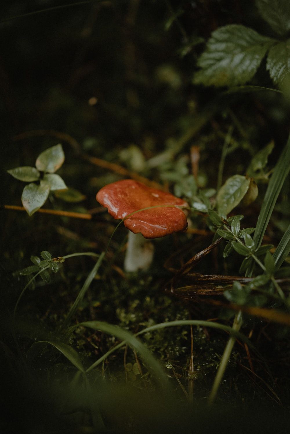 A small red mushroom sitting on the ground photo