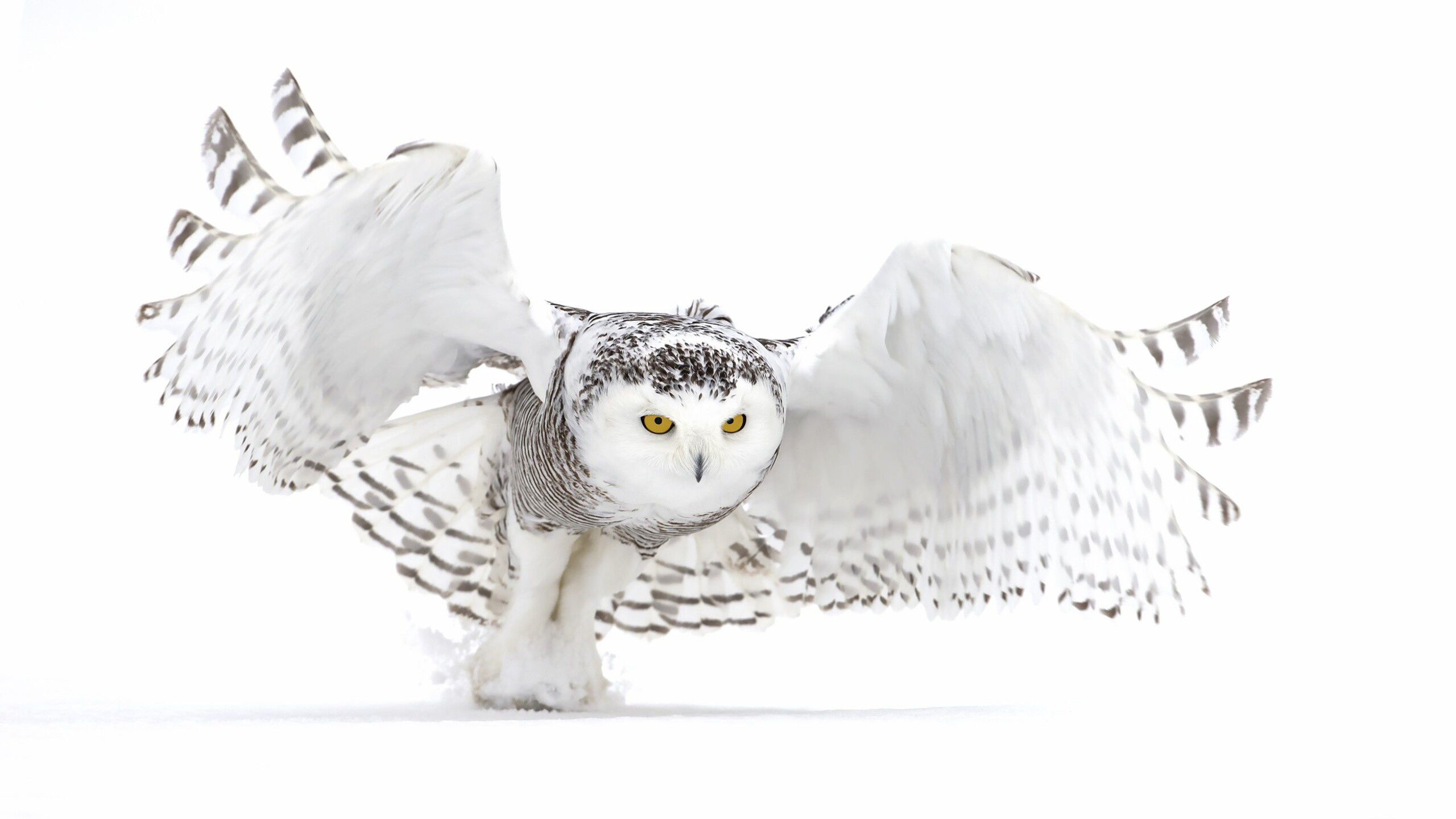 Yellow Eyes White Owl With Open Wings Is Standing In White Background HD White Aesthetic Wallpaper