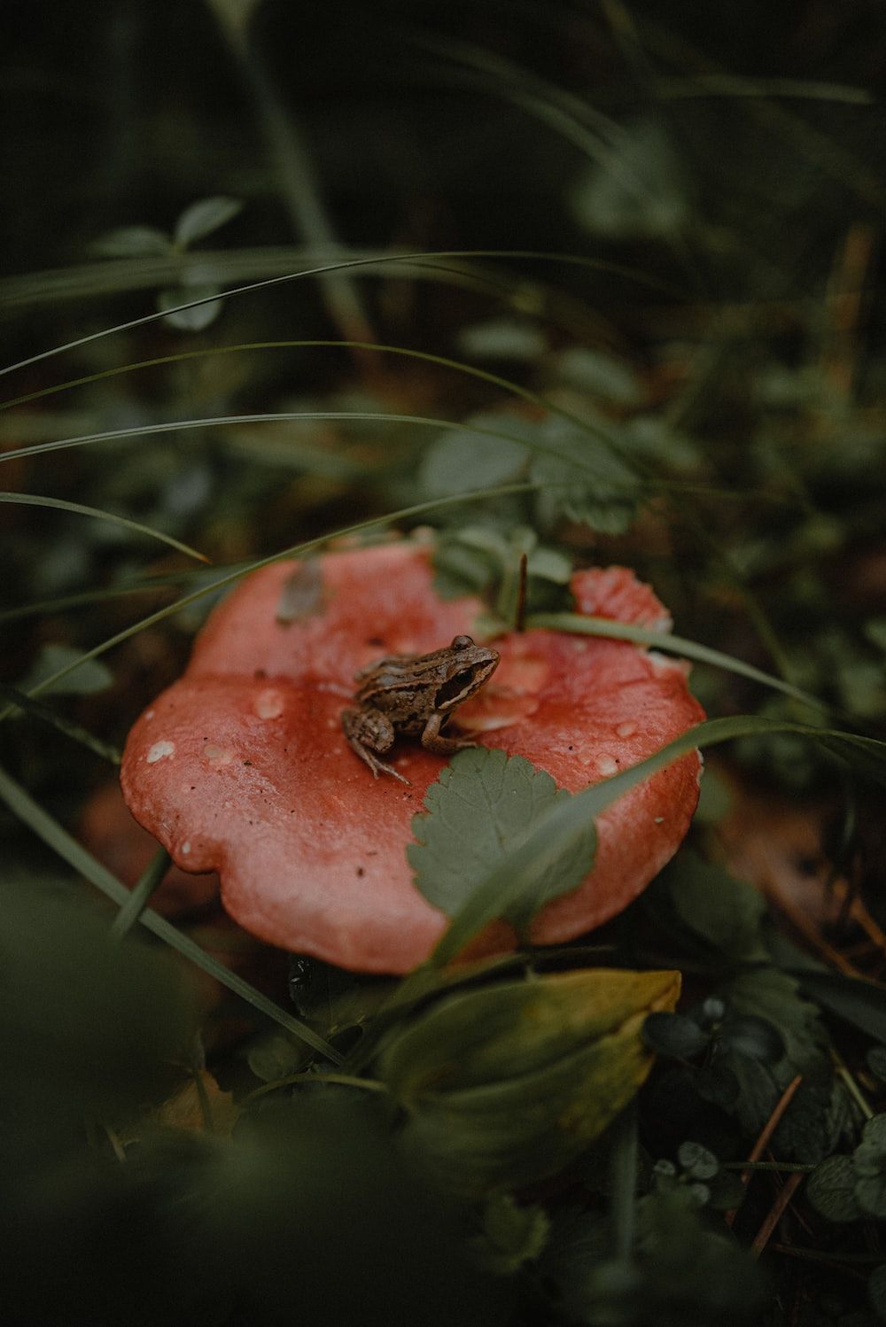 A frog sitting on top of a red mushroom photo