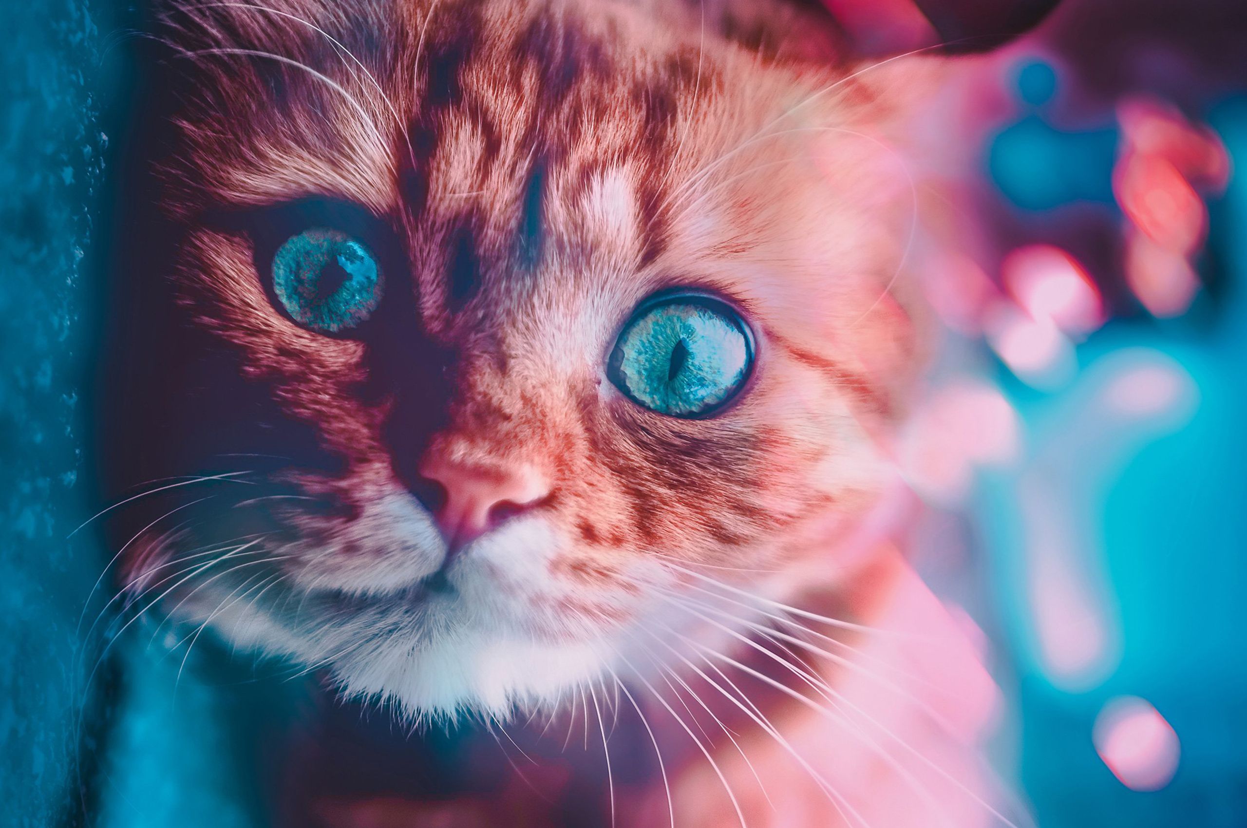 A close up of a ginger cat with blue eyes - Eyes