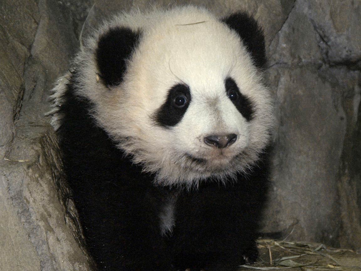A panda cub is seen in this undated photo provided by the National Zoo in Washington. - Panda