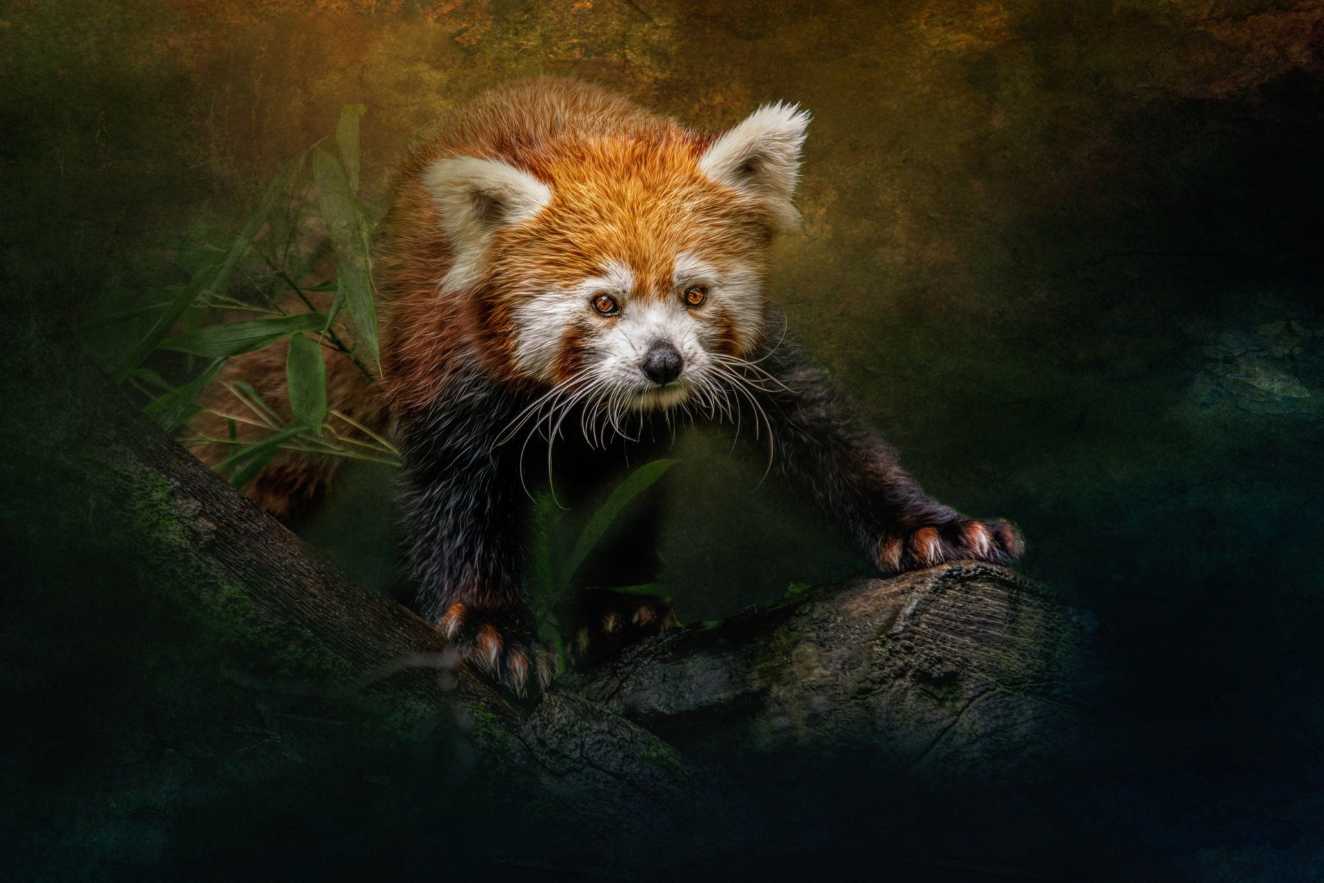 Red Panda HD Wallpaper and Background