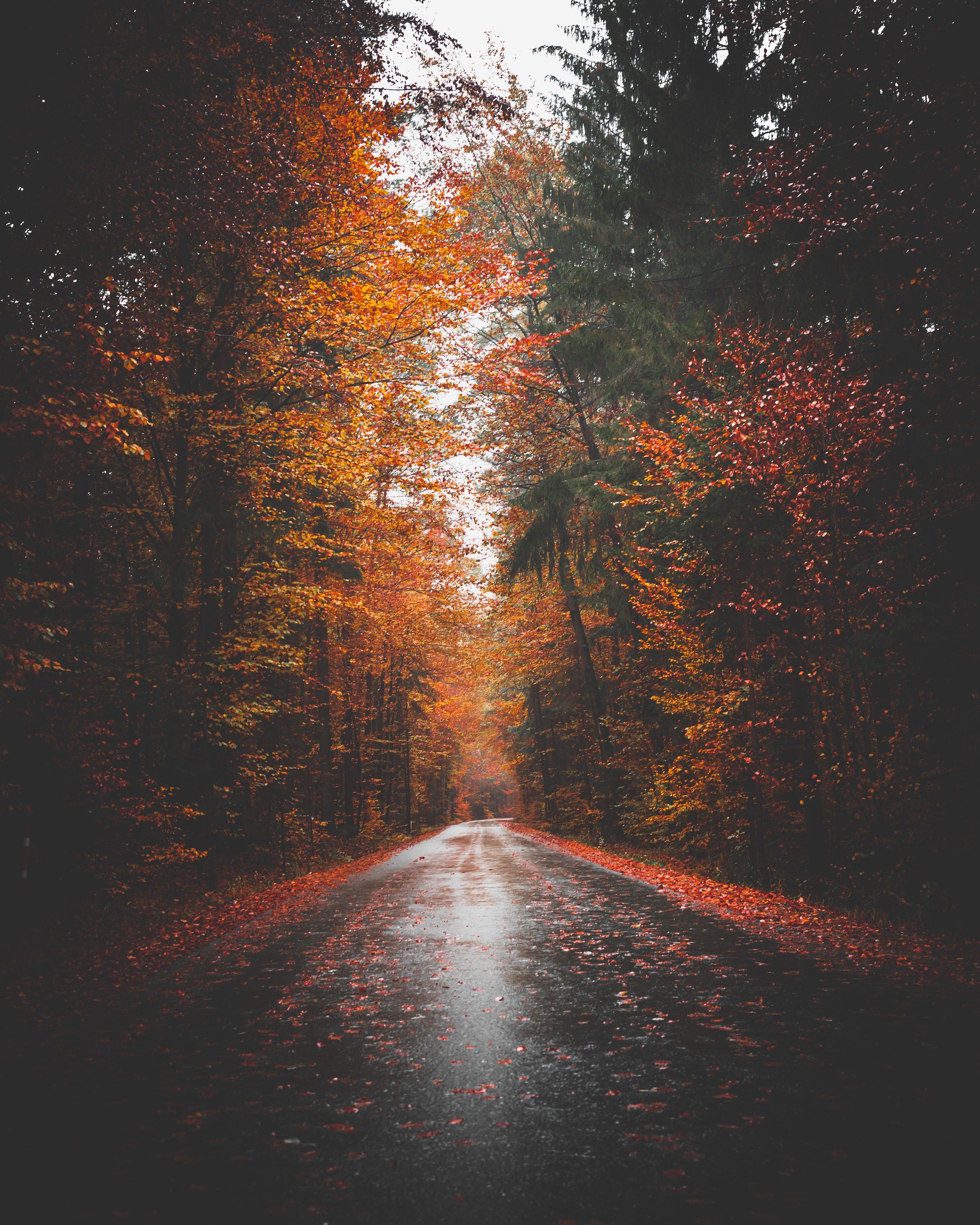 A road surrounded by trees with orange leaves. - Fall, fall iPhone