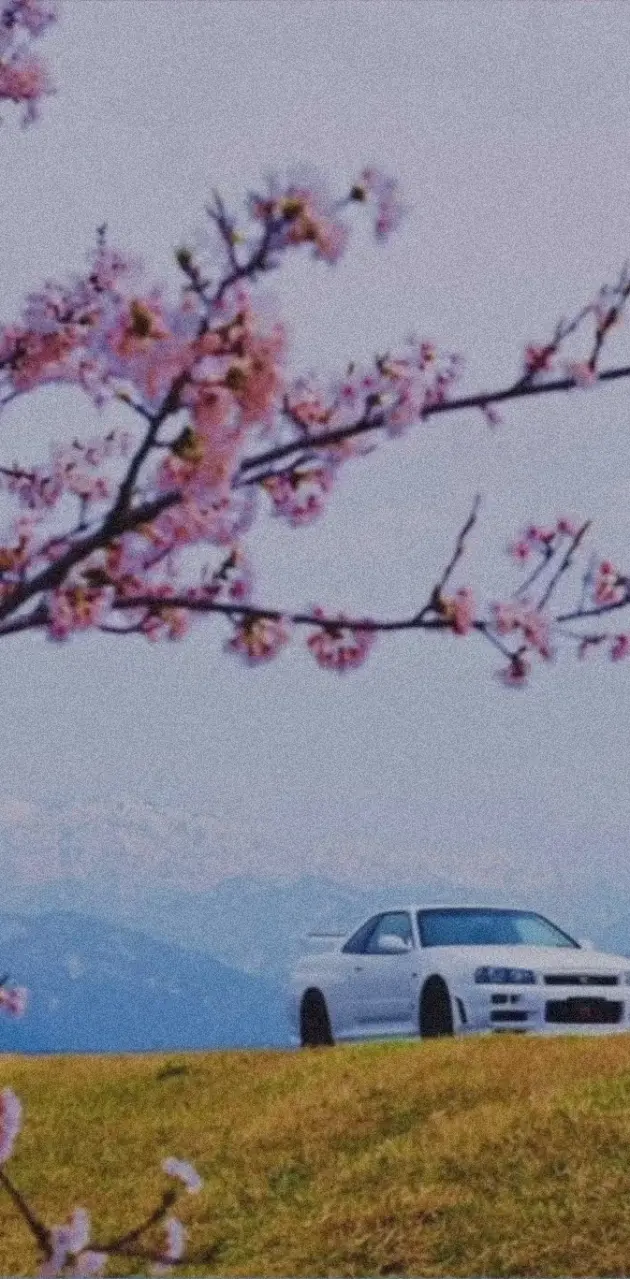 A white car on a field with cherry blossoms - Nissan Skyline