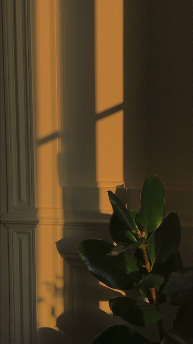 A green leafy plant in a white pot - Sunlight