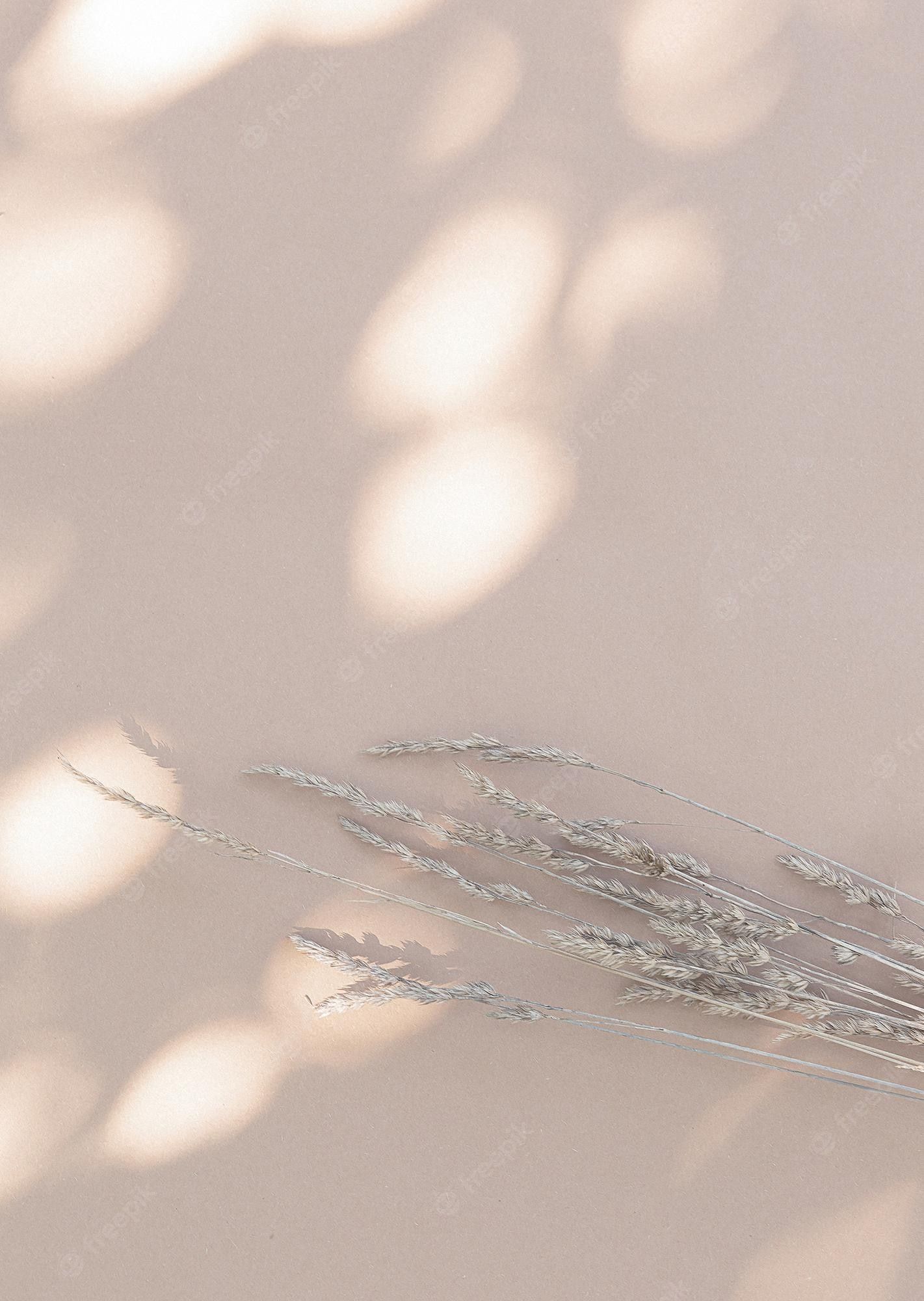 Premium Photo. Wheat and sunlight shadows on beige wall. aesthetic minimal wallpaper. summer autumn floral plant background composition