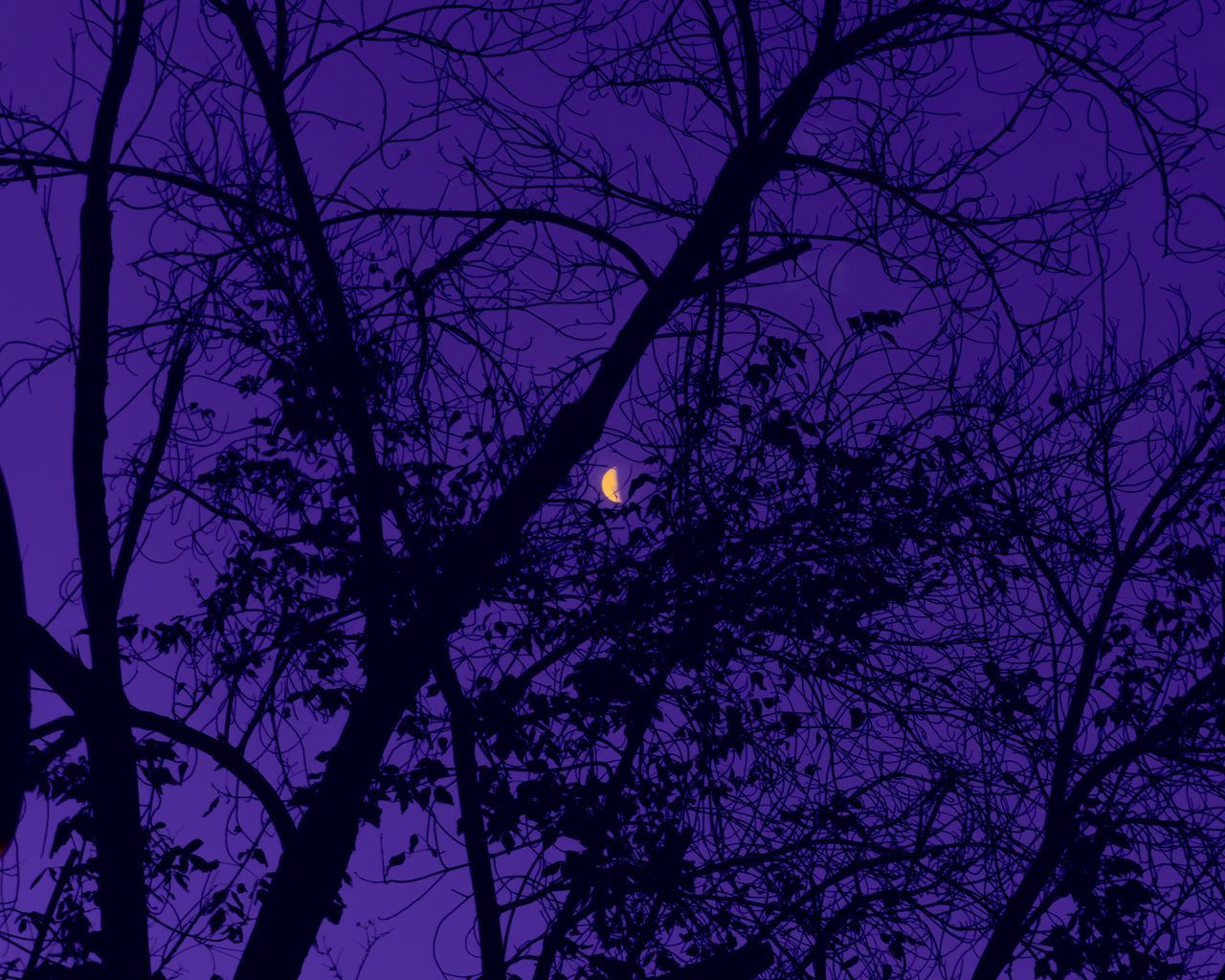 The moon behind a silhouette of trees - 1280x1024