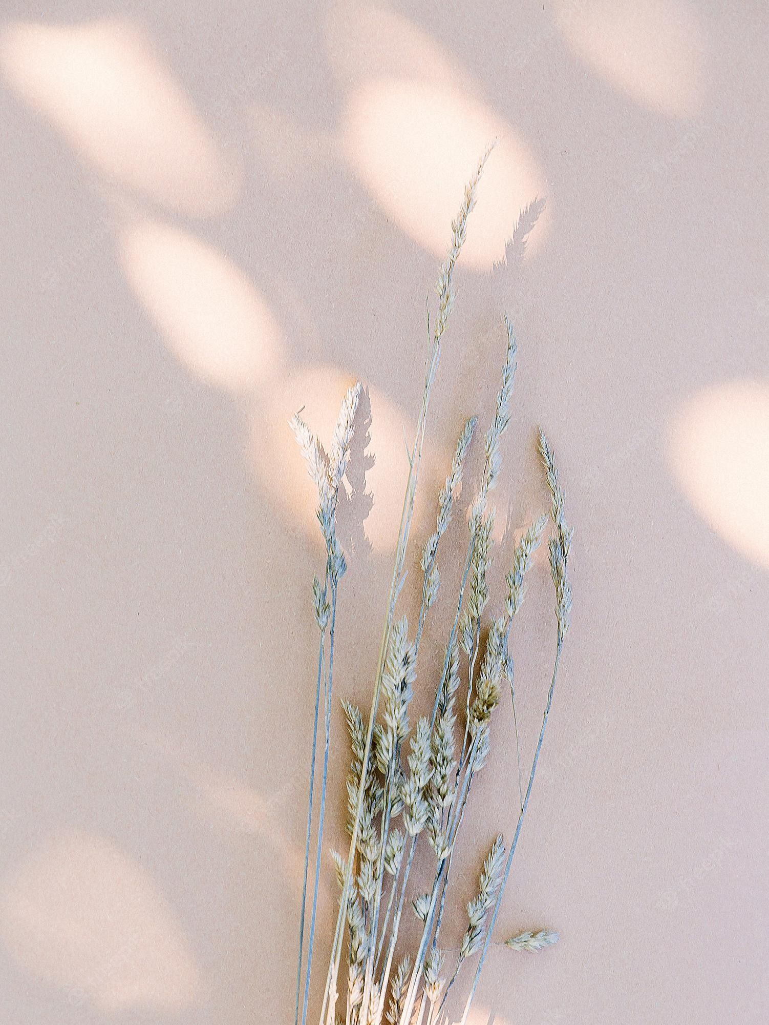 Premium Photo. Wheat and sunlight shadows on beige wall. aesthetic minimal wallpaper. summer autumn floral plant background composition