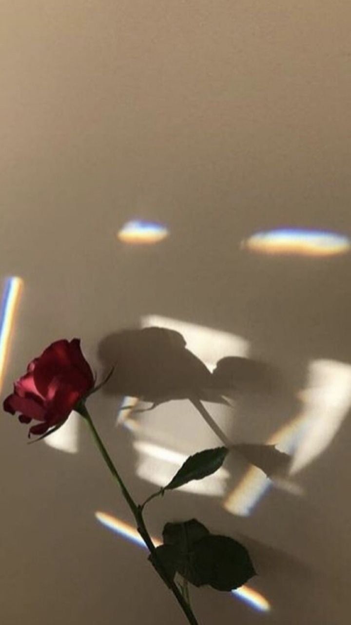 Aesthetic shadow rose Wallpaper Download