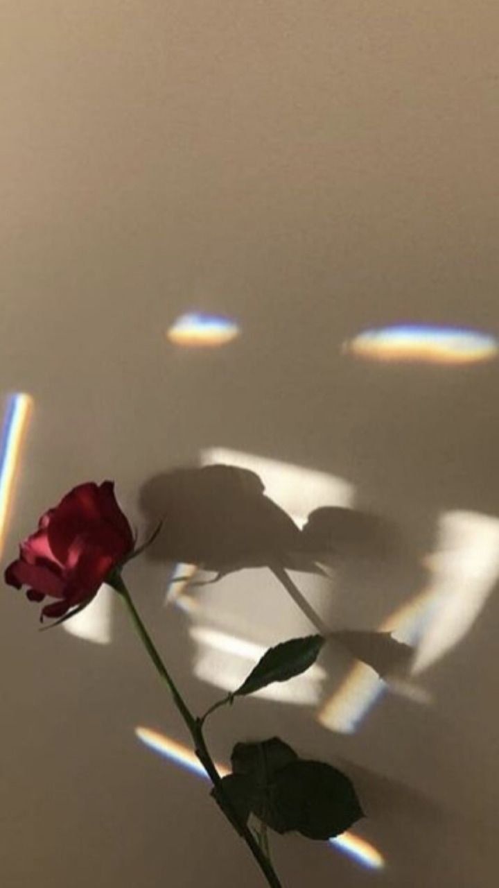 Aesthetic shadow rose wallpaper download. - Shadow