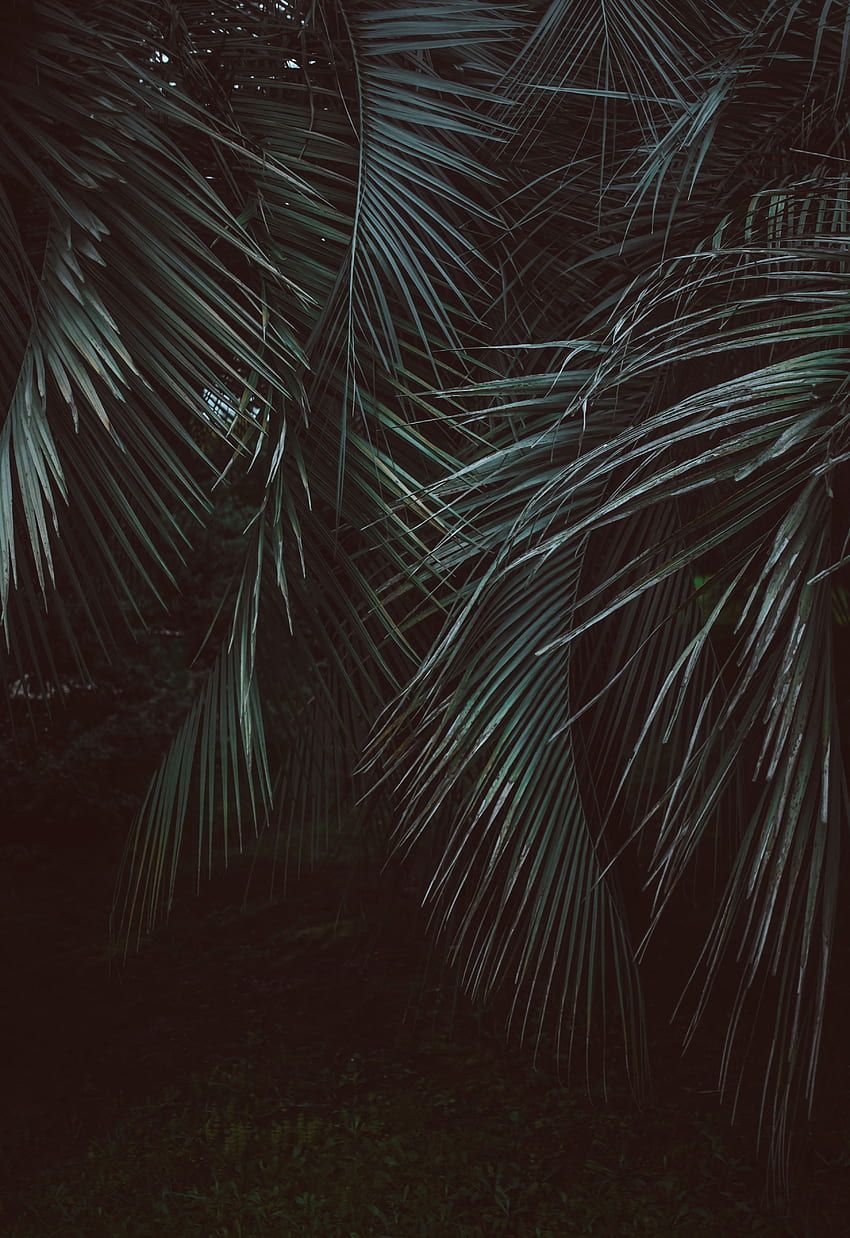 A photo of a palm tree at night. - Jungle