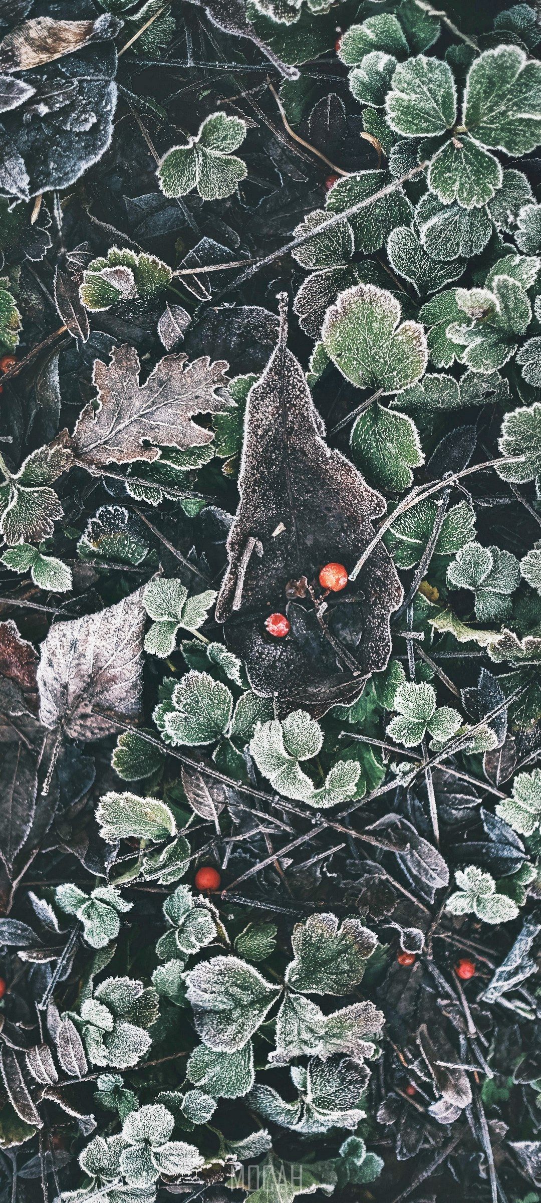 IPhone wallpaper of frosty leaves and berries on the ground - 1080x2400