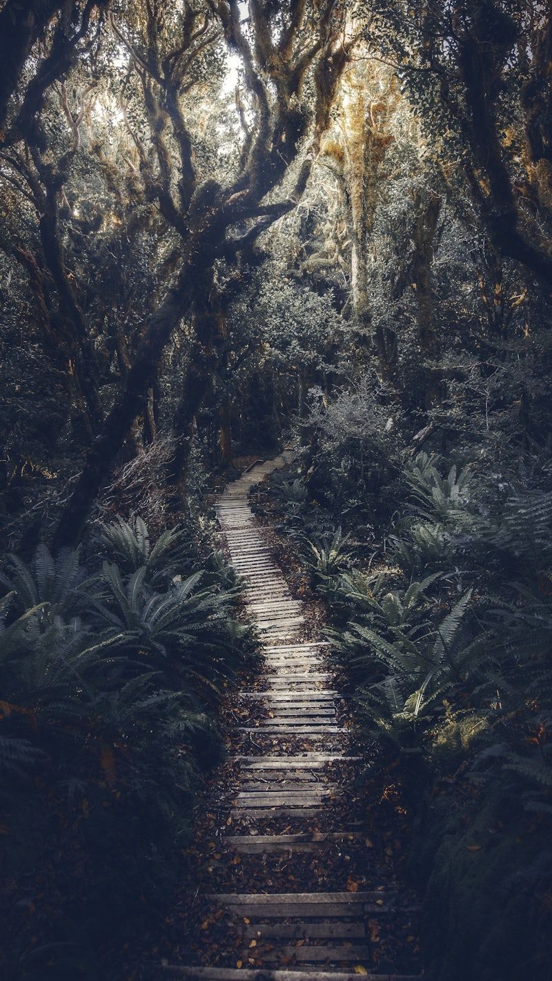 Forest mobile wallpaper, tropical jungle