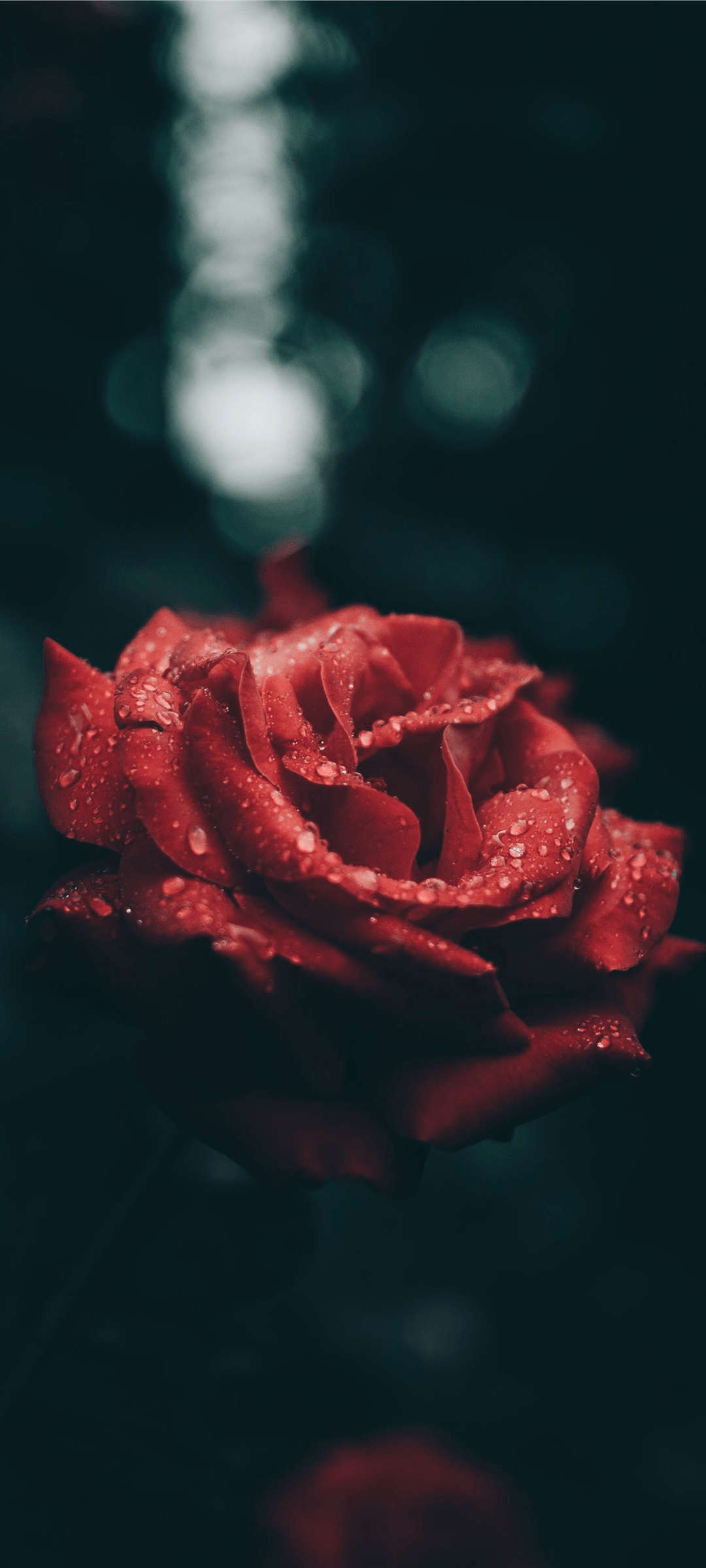 A close up of a red rose with water droplets on it - 1080x2400