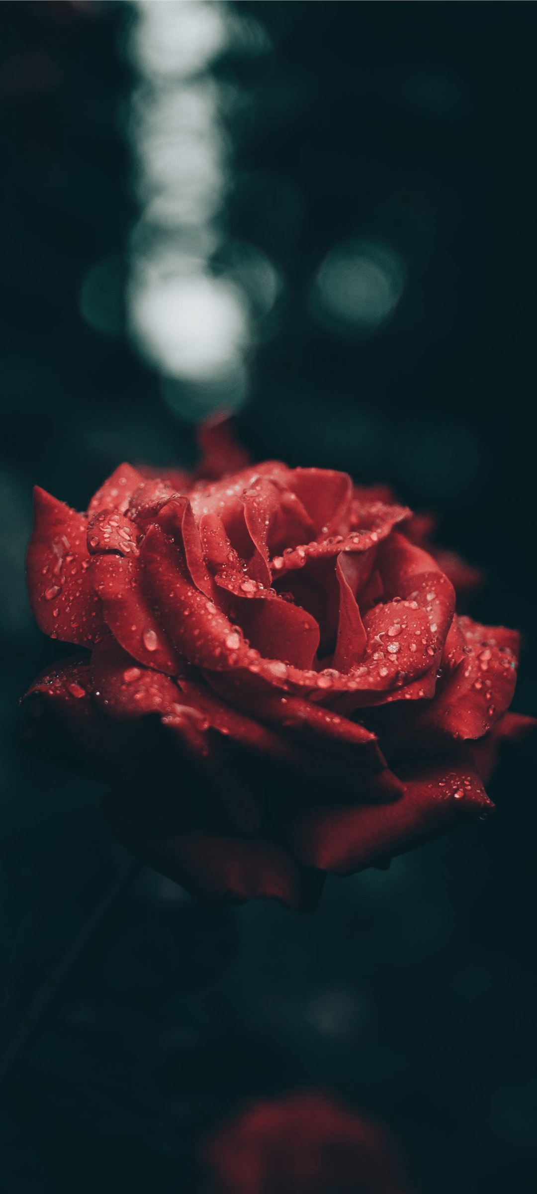 Wallpaper Red Rose Aesthetic, Rose, Aesthetics, Art, Flower, Background Free Image