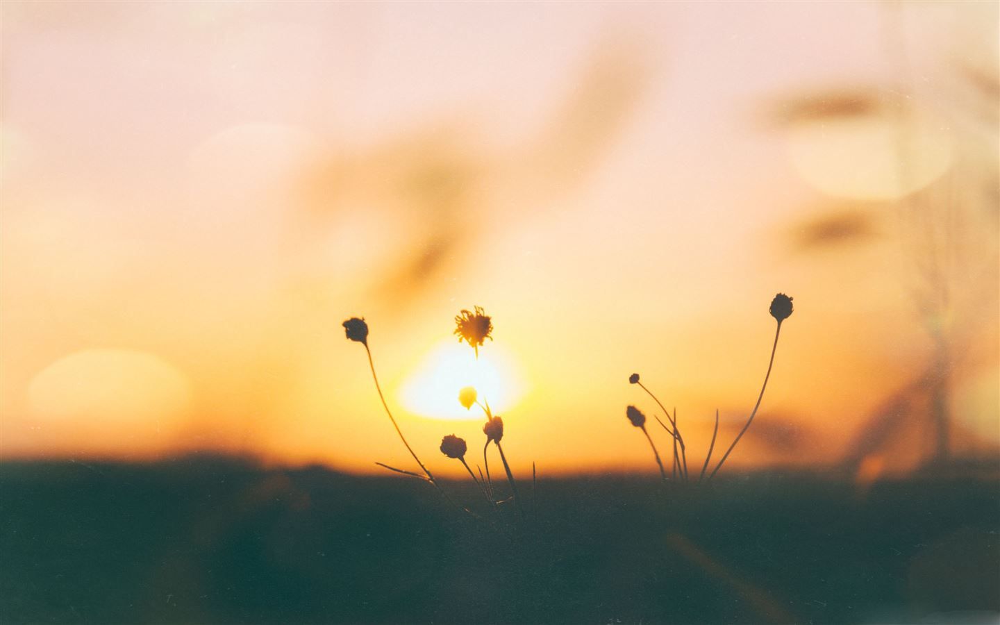 Download wallpaper nature, grass, flowers, sunset, the sun, the sky, bokeh, blurred background, free desktop wallpaper in the resolution 1920x1080 - picture no. 20610 - 1440x900