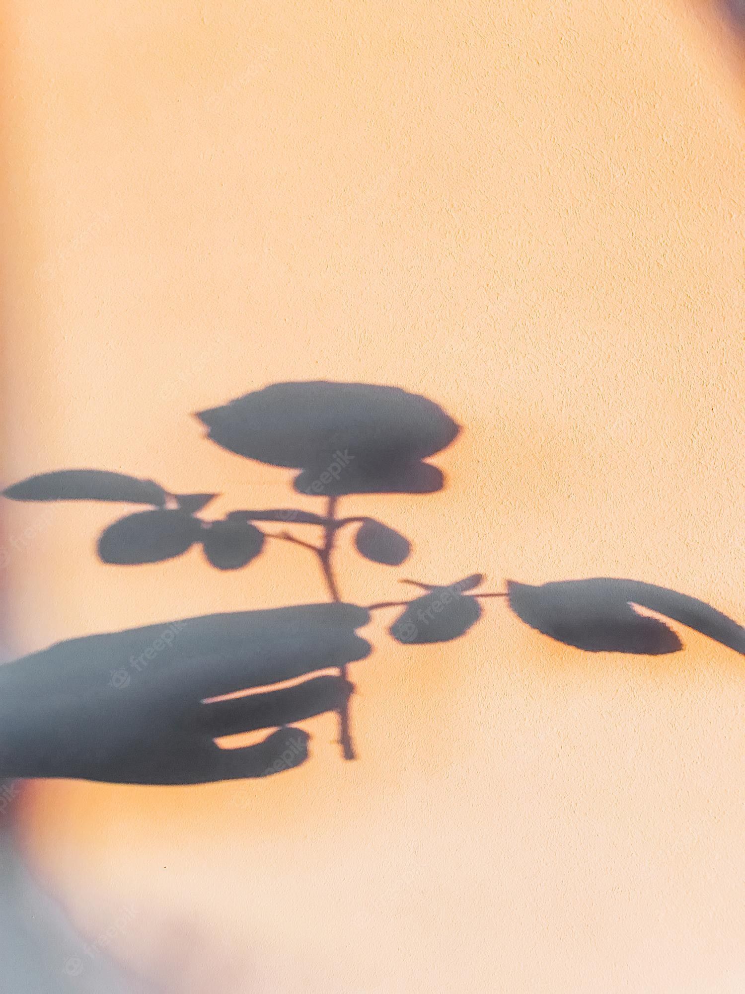 A shadow of a plant on a wall - Shadow