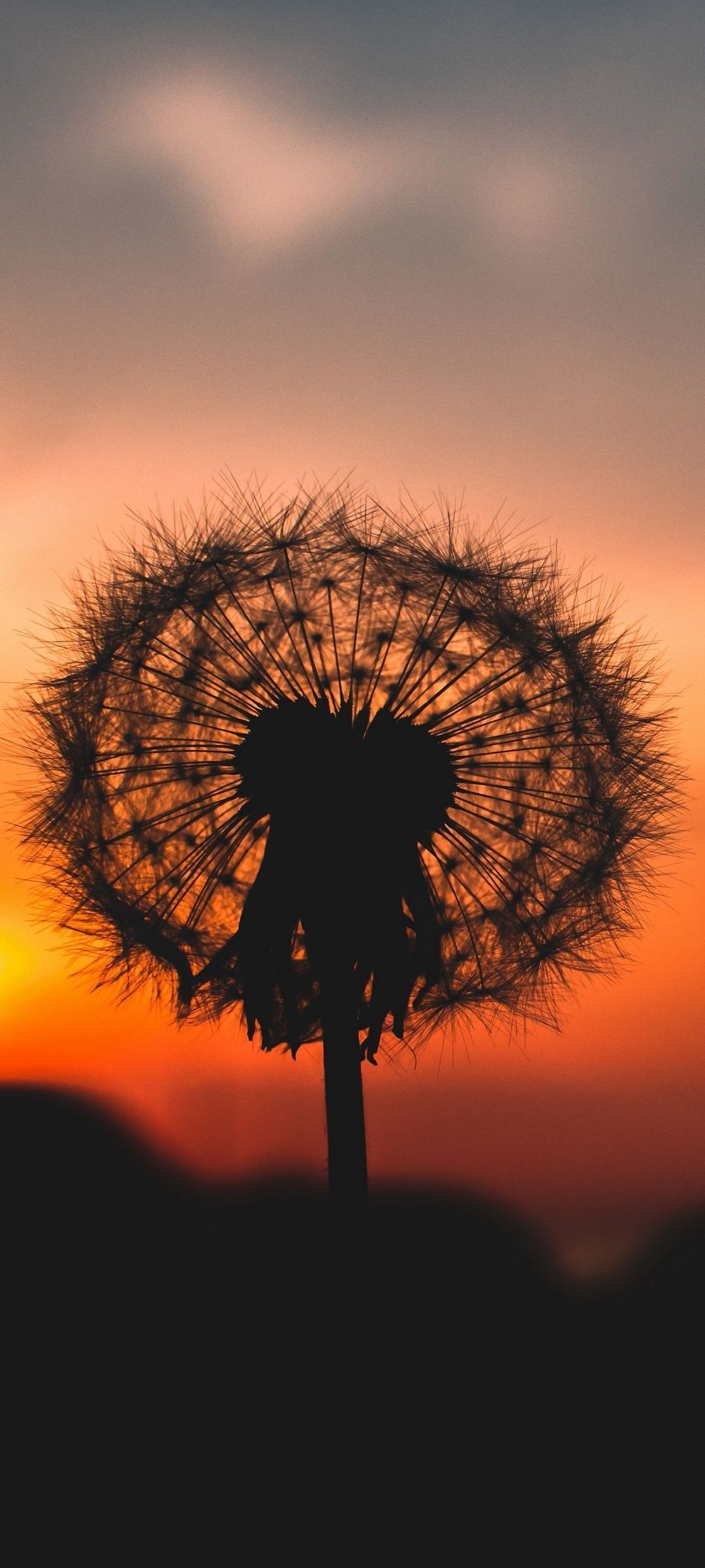 Dandelion in the sunset - 1080x2400