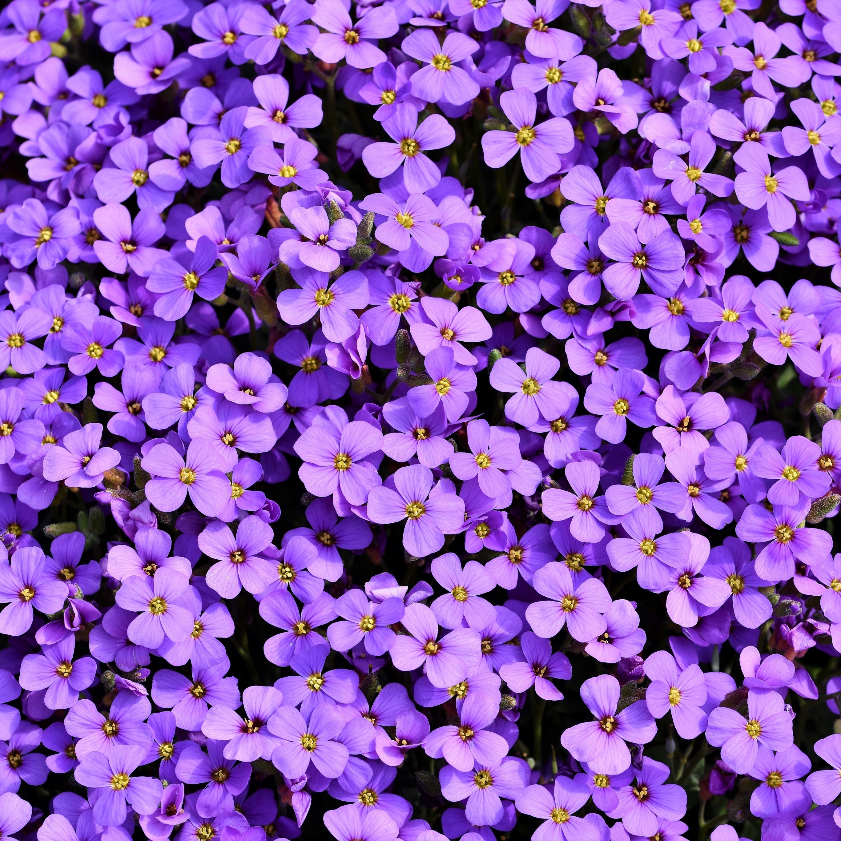 Aubrieta Wallpaper 4K, Violet flowers, Blossom, Spring