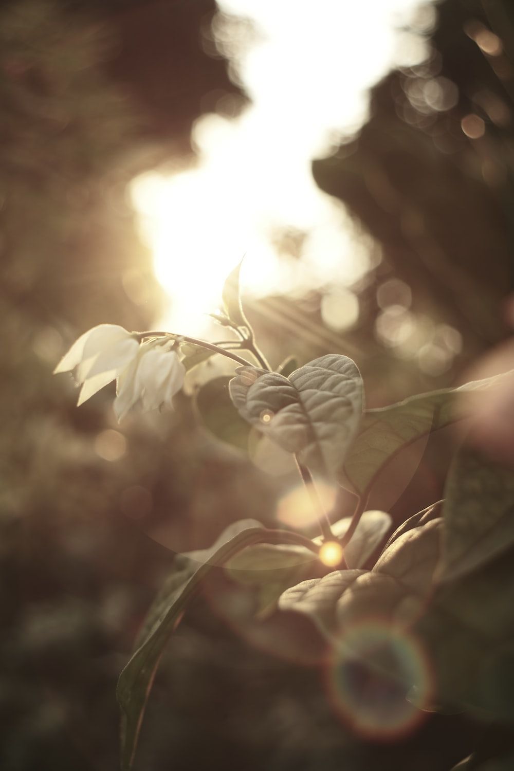 The sun shinesves of a plant photo