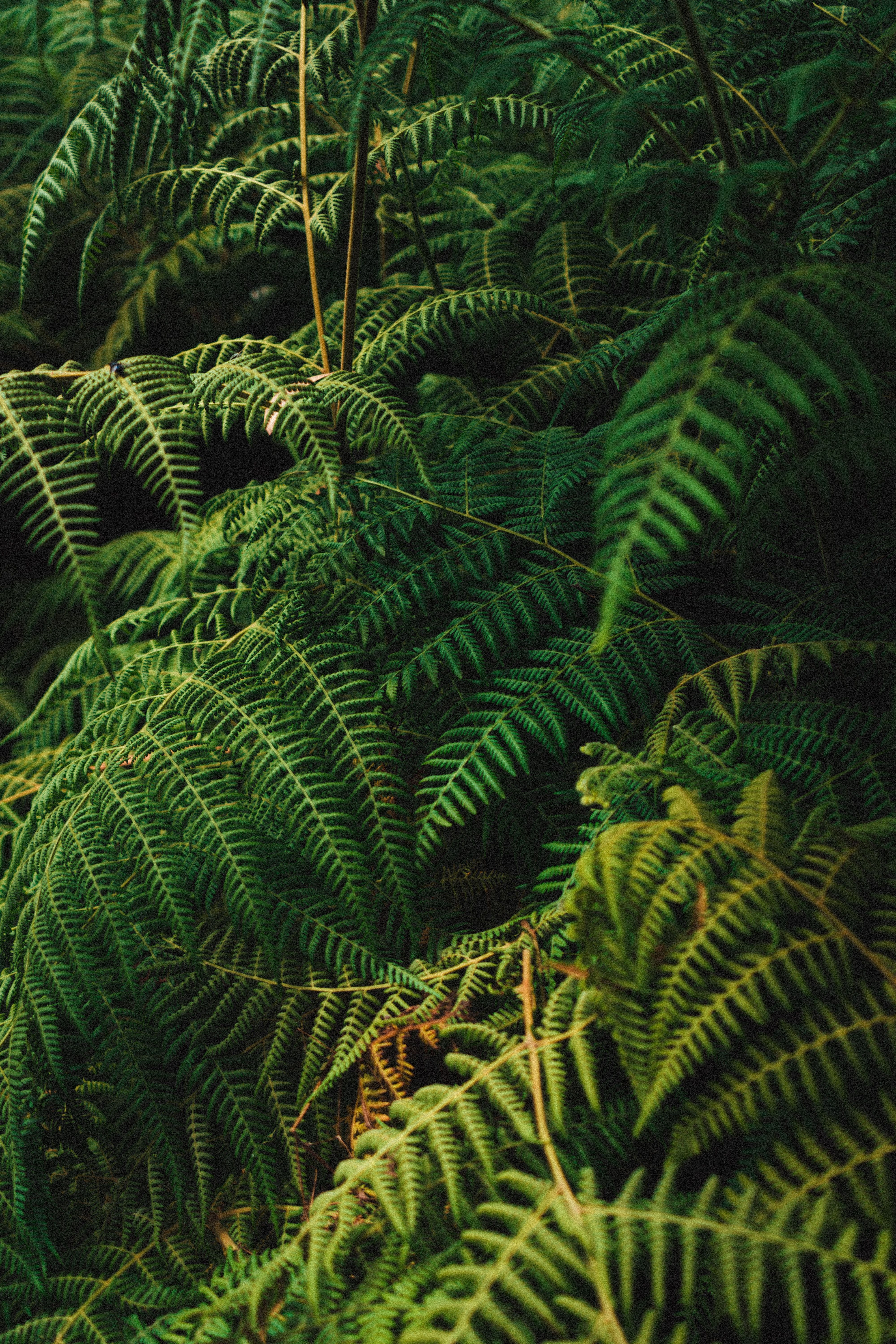 A close up of a fern plant in a forest. - Jungle