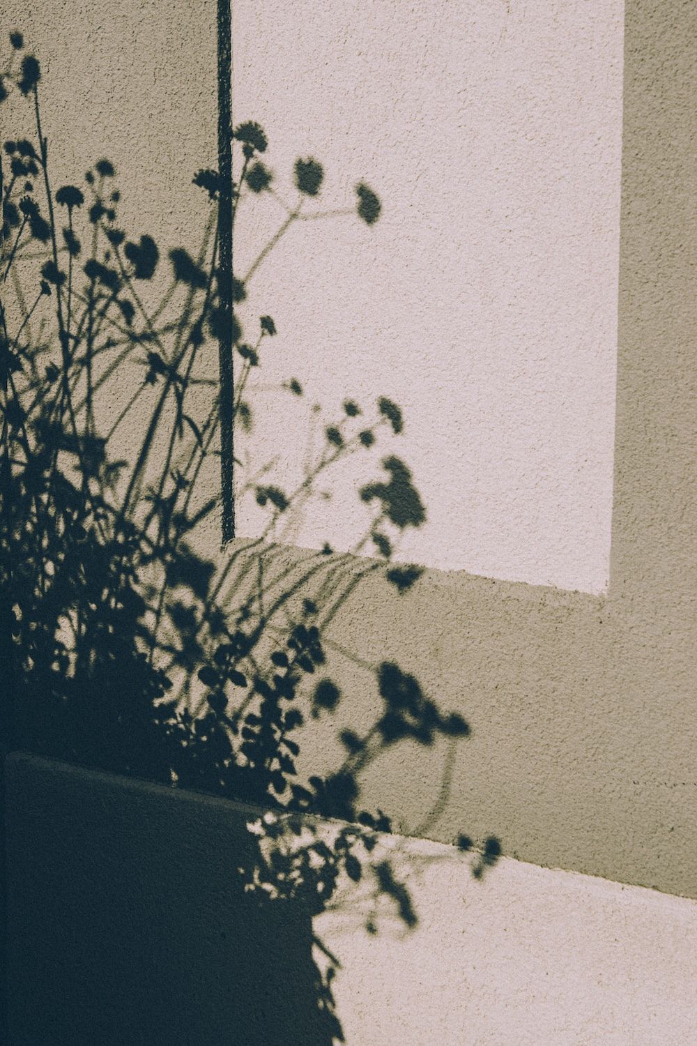 Shadow of a plant on a wall - Shadow