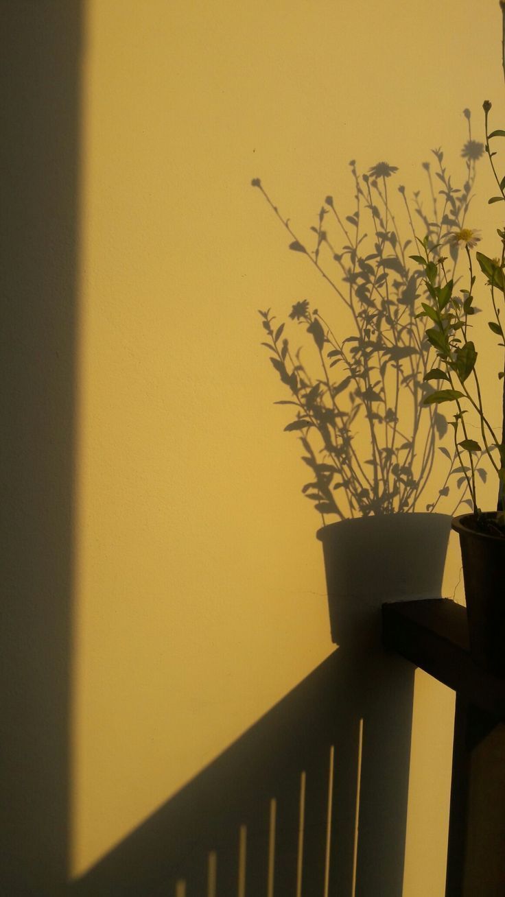 A yellow wall with a shadow of a plant on it. - Sunlight